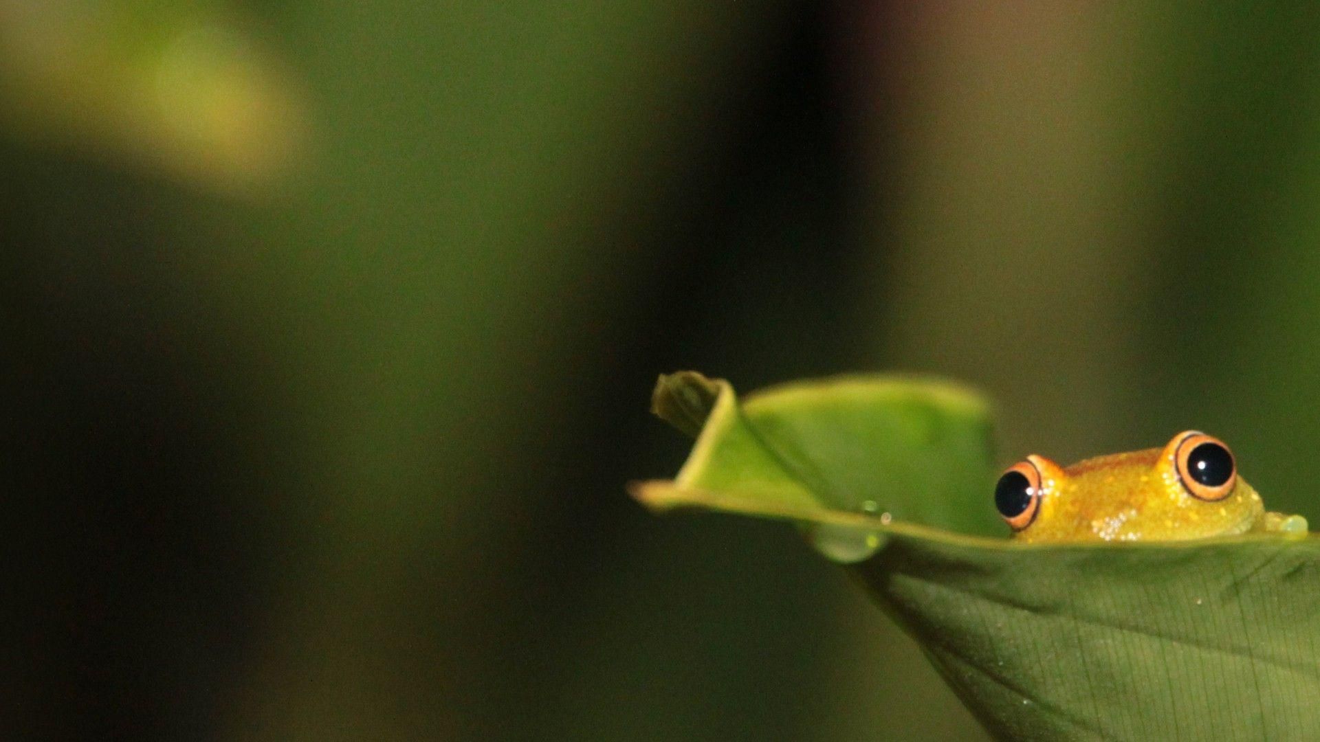 A frog is sitting on top of green leaf - Frog