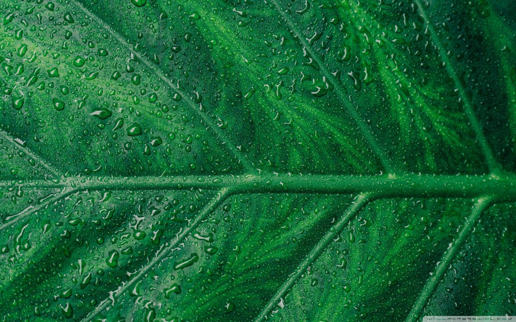 Green Leaf Aesthetic Wallpaper