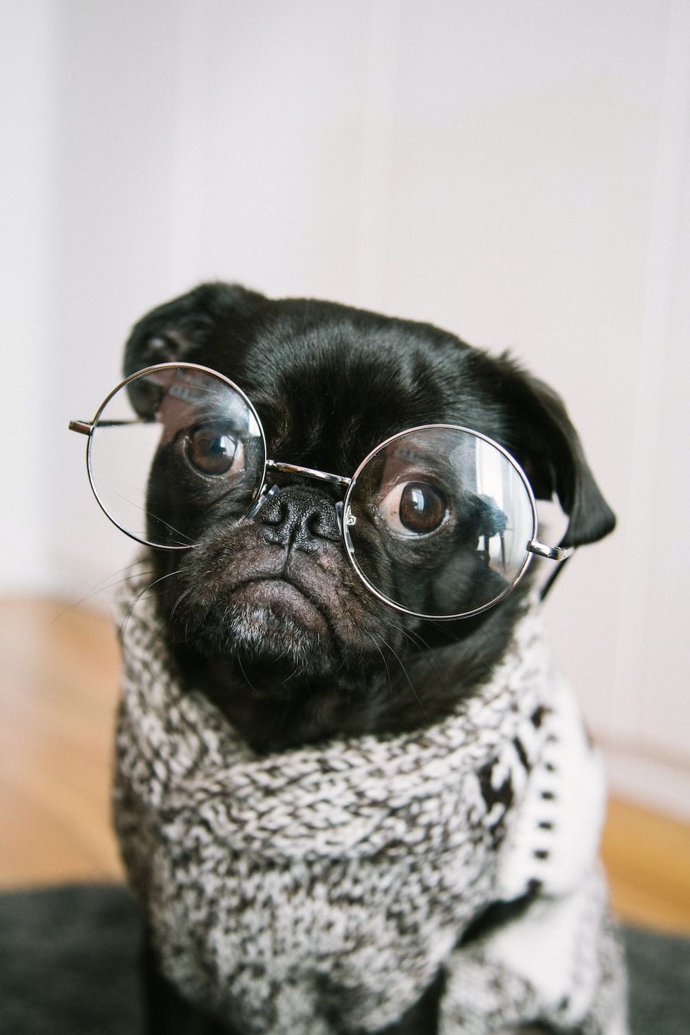 A black dog wearing glasses and sitting on the floor - Funny