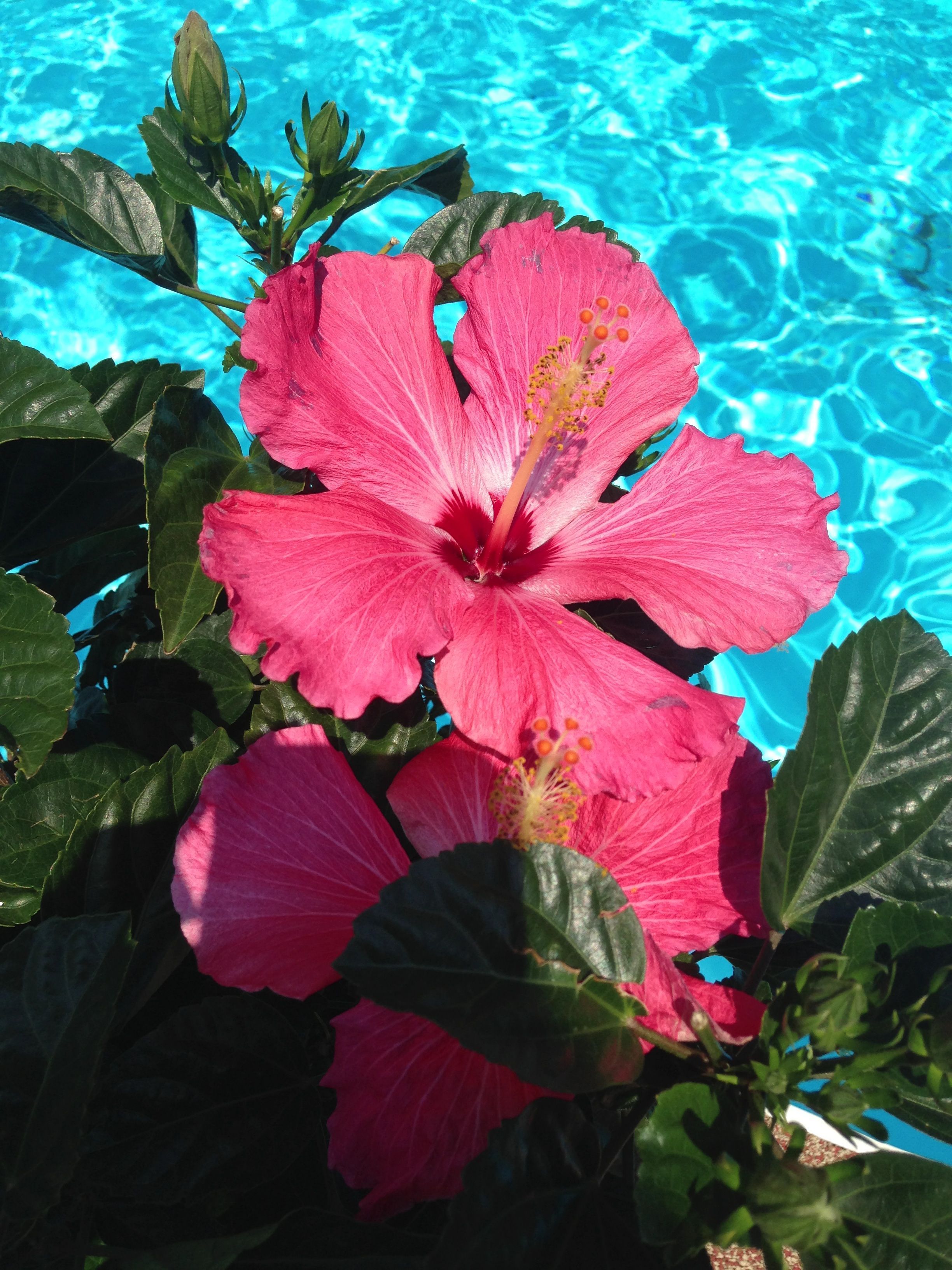 A bright pink hibiscus flower sitting in front of a pool. - Hawaii