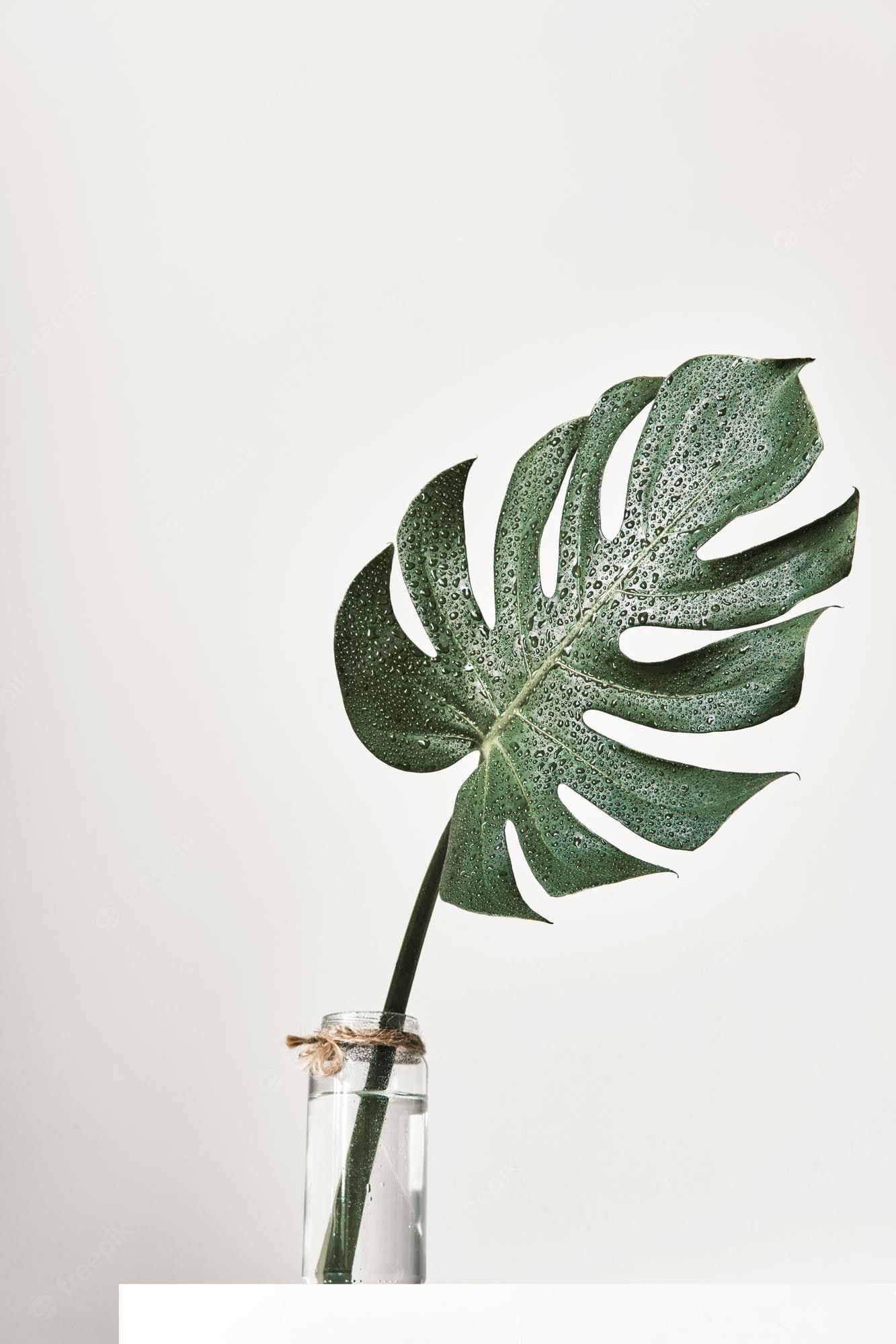 Premium Photo. Monstera tropical leaf in glass vase standing on white table front view modern aesthetics minimal interior
