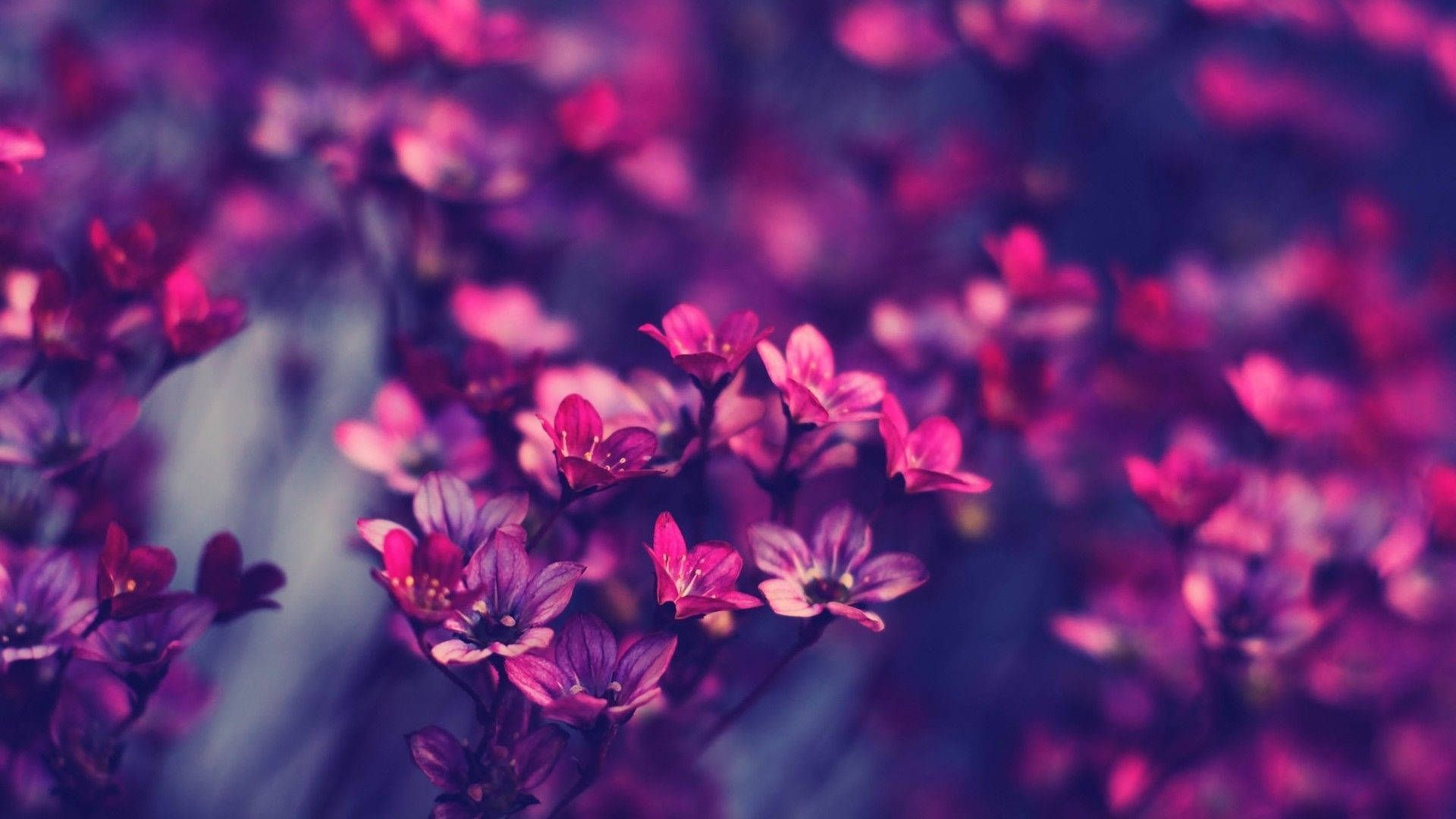 Download 1920x1080 wallpaper flowers, purple, the leaves, the dark background, blur, macro photography, bright, spring, summer, nature, flora, the dark, background, flowers, spring, summer, nature, flora, the dark - 1920x1080