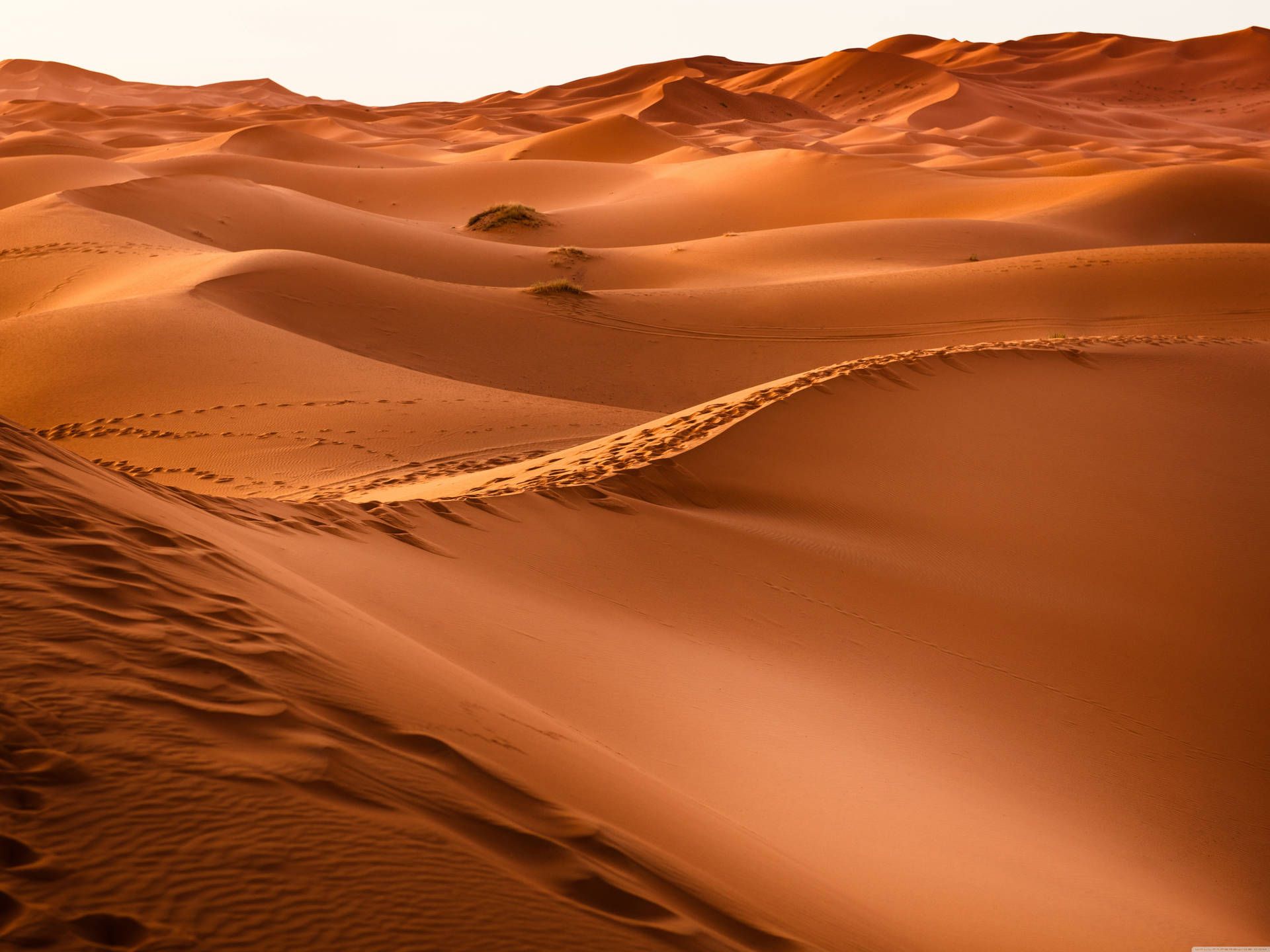 The desert is a vast area of land that is typically barren - Desert