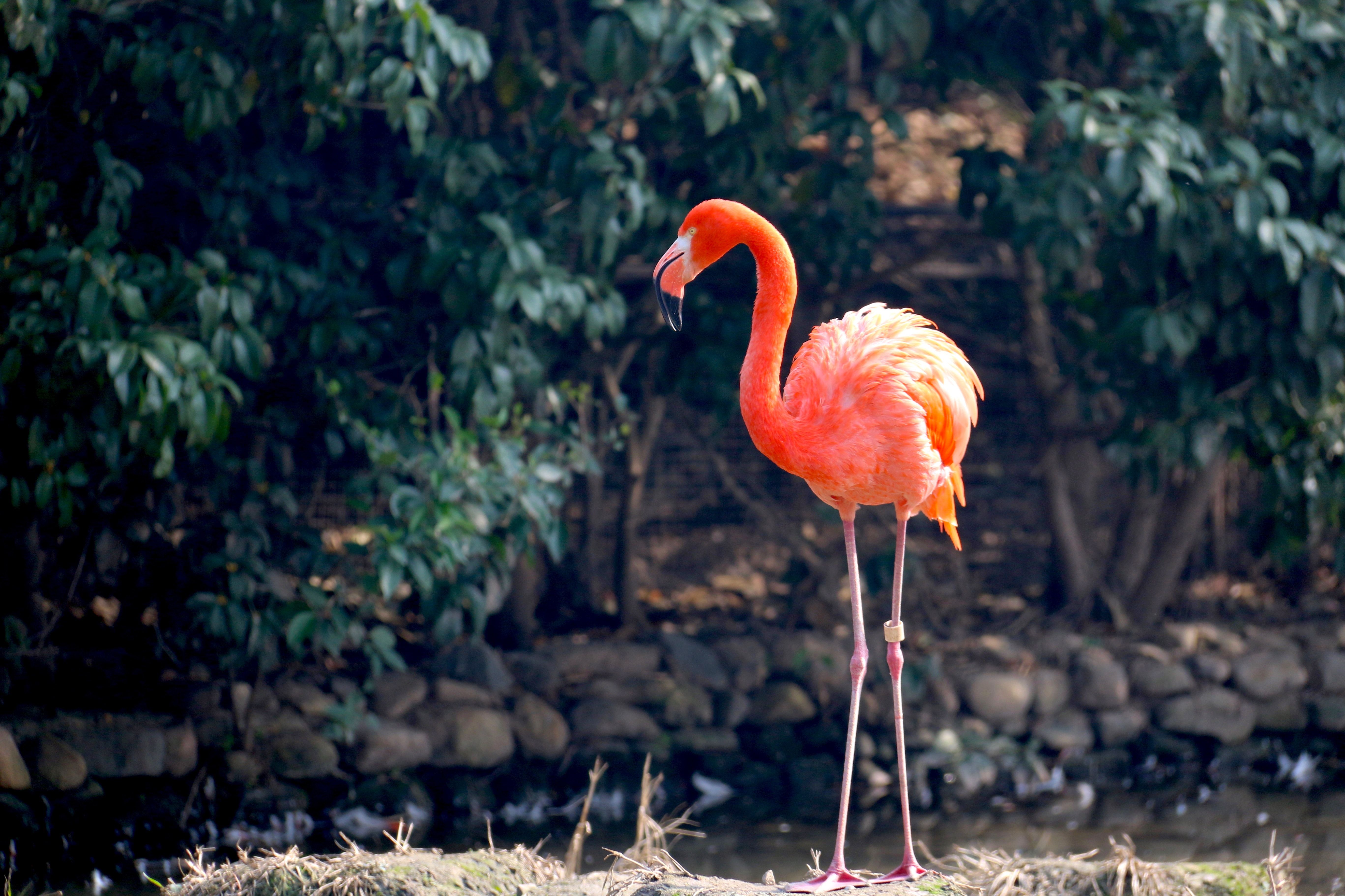 Flamingos Photo, Download Free Flamingos & HD Image