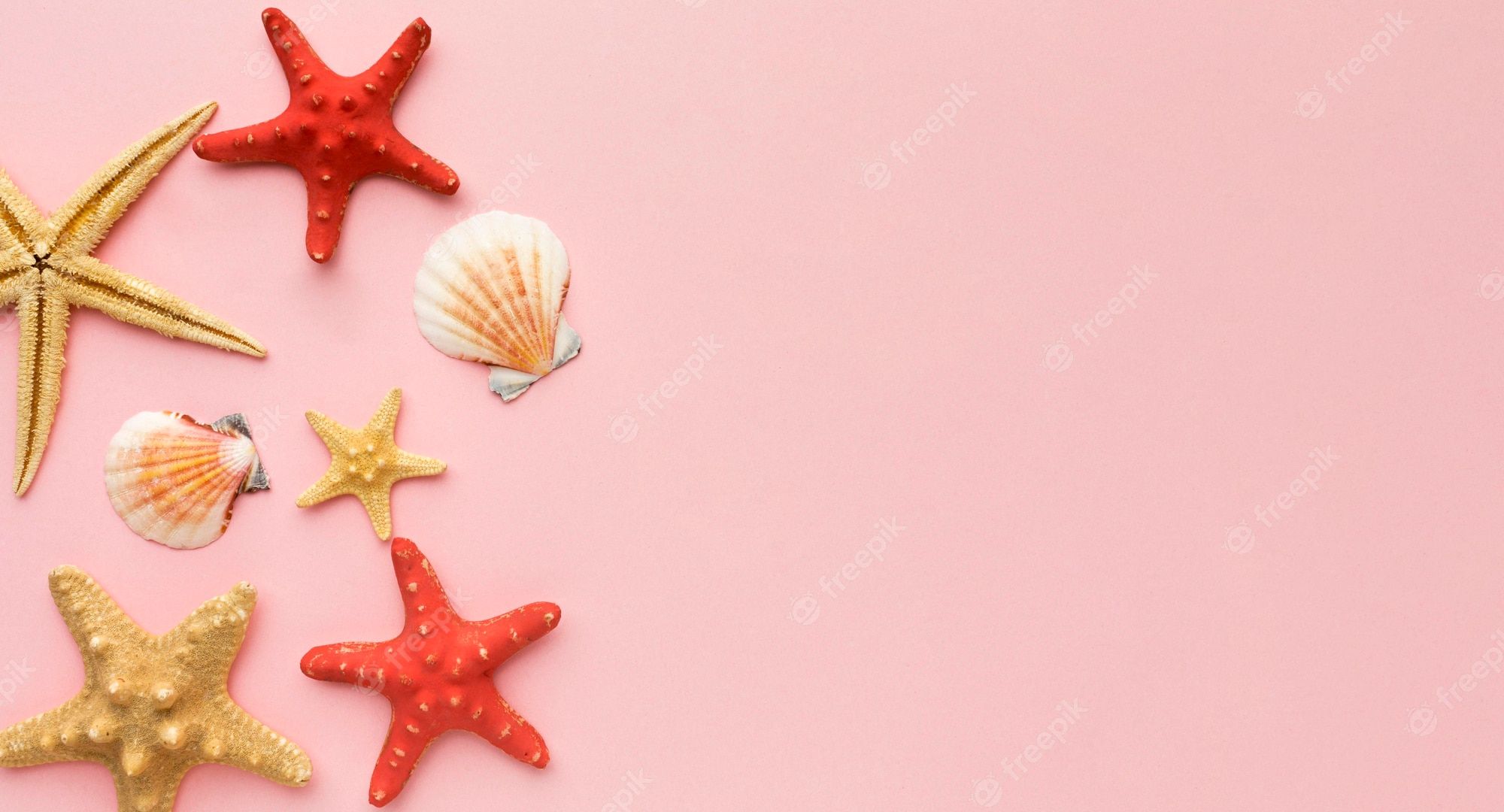 A collection of starfish and shells on pink background - Starfish