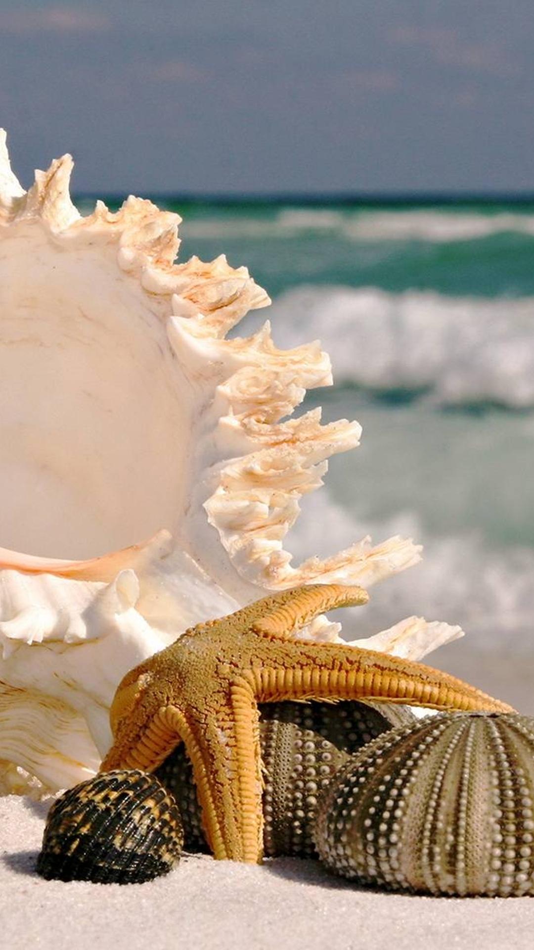 IPhone wallpaper with a seashell, starfish and sea urchin on the beach - Starfish