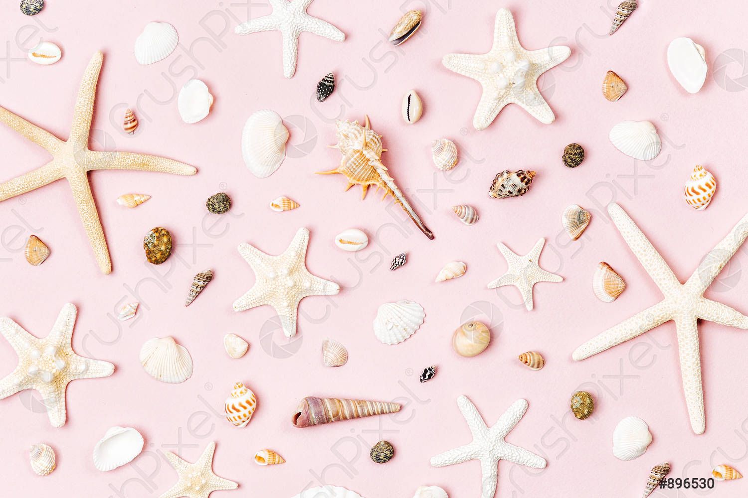 Seashells and starfish on a pale pink background Summer time
