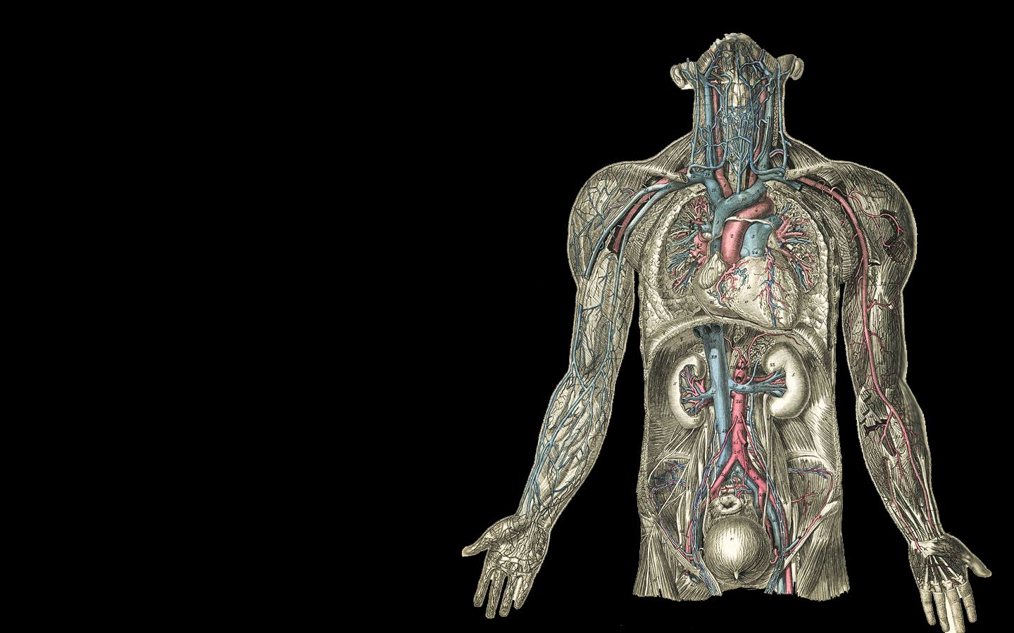 A computer generated image of the human body - Anatomy