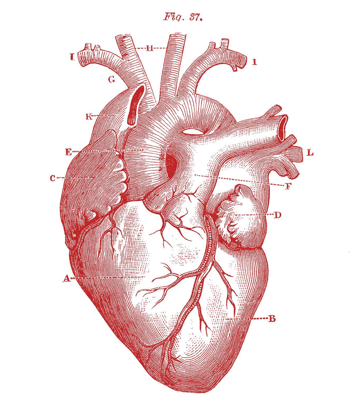 A red and white image of the human heart - Anatomy