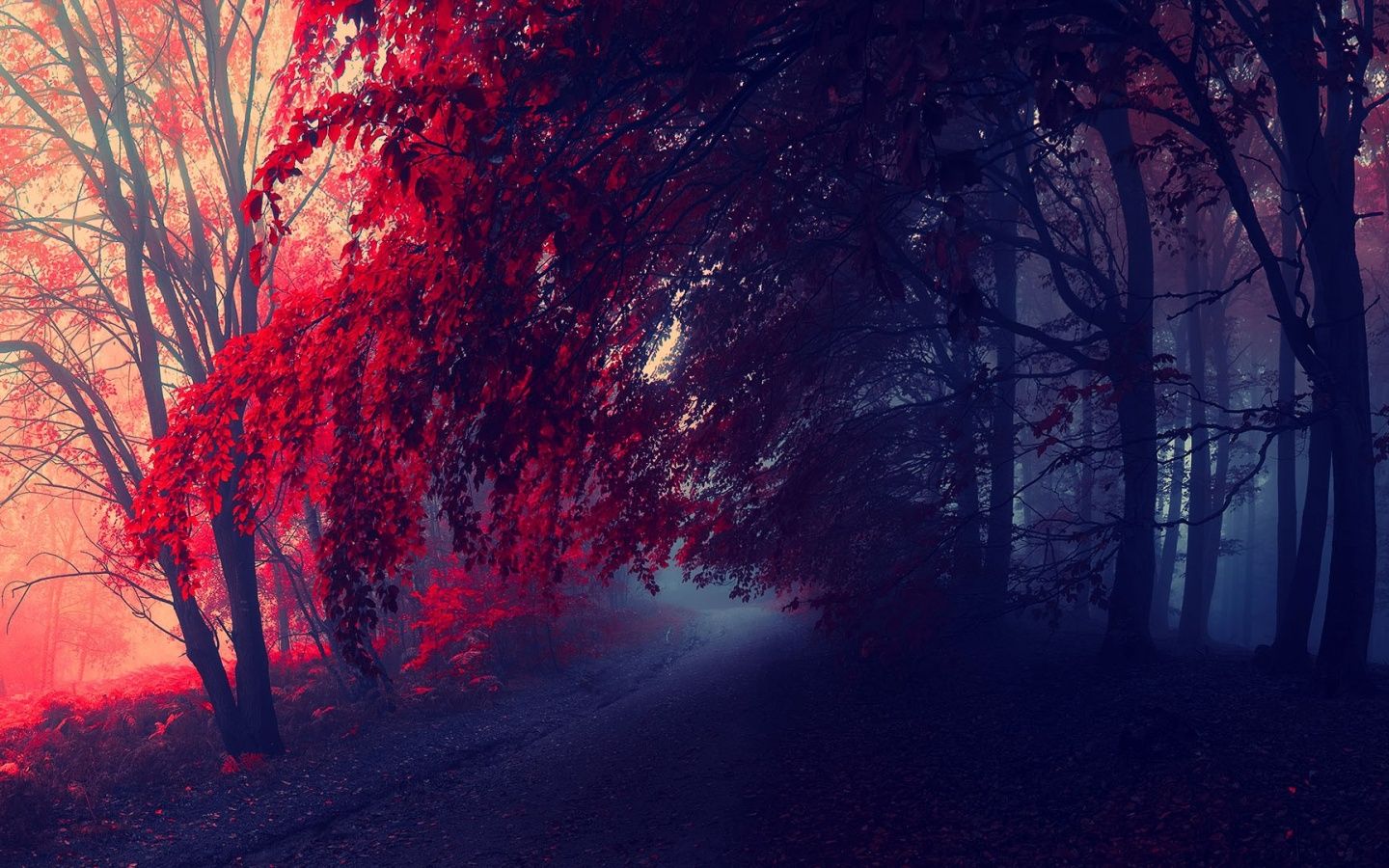 A red tree on a foggy path in the woods. - Crimson