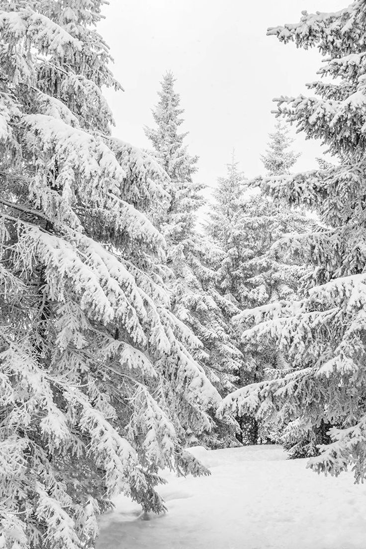 A black and white photo of snow covered trees - White Christmas