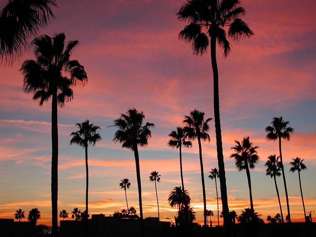 A sunset with palm trees in the foreground. - California