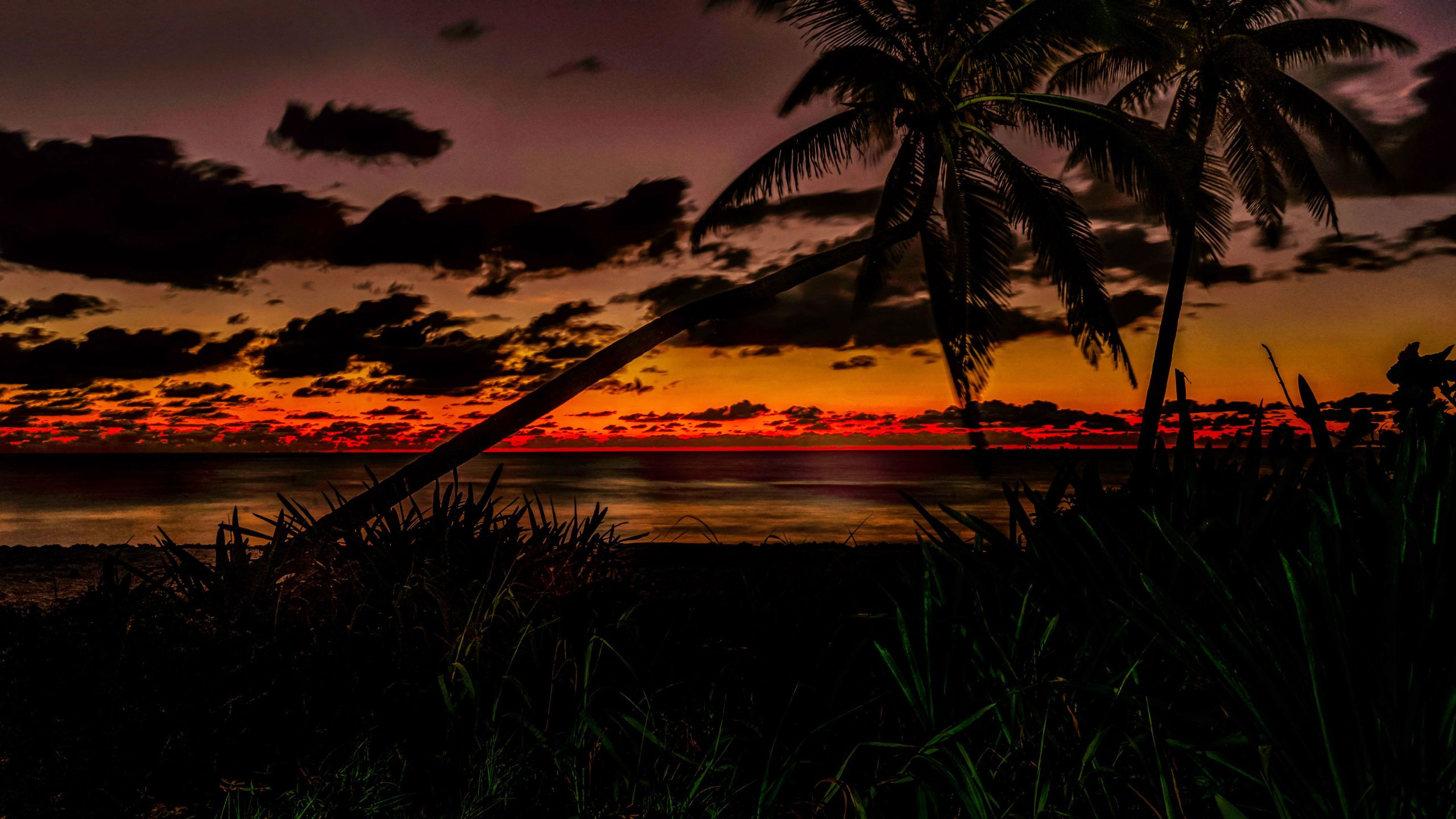 A sunset over the ocean with palm trees - Ocean, sunrise