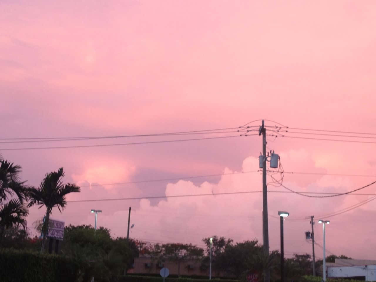 A pink sky with clouds and palm trees - Pink