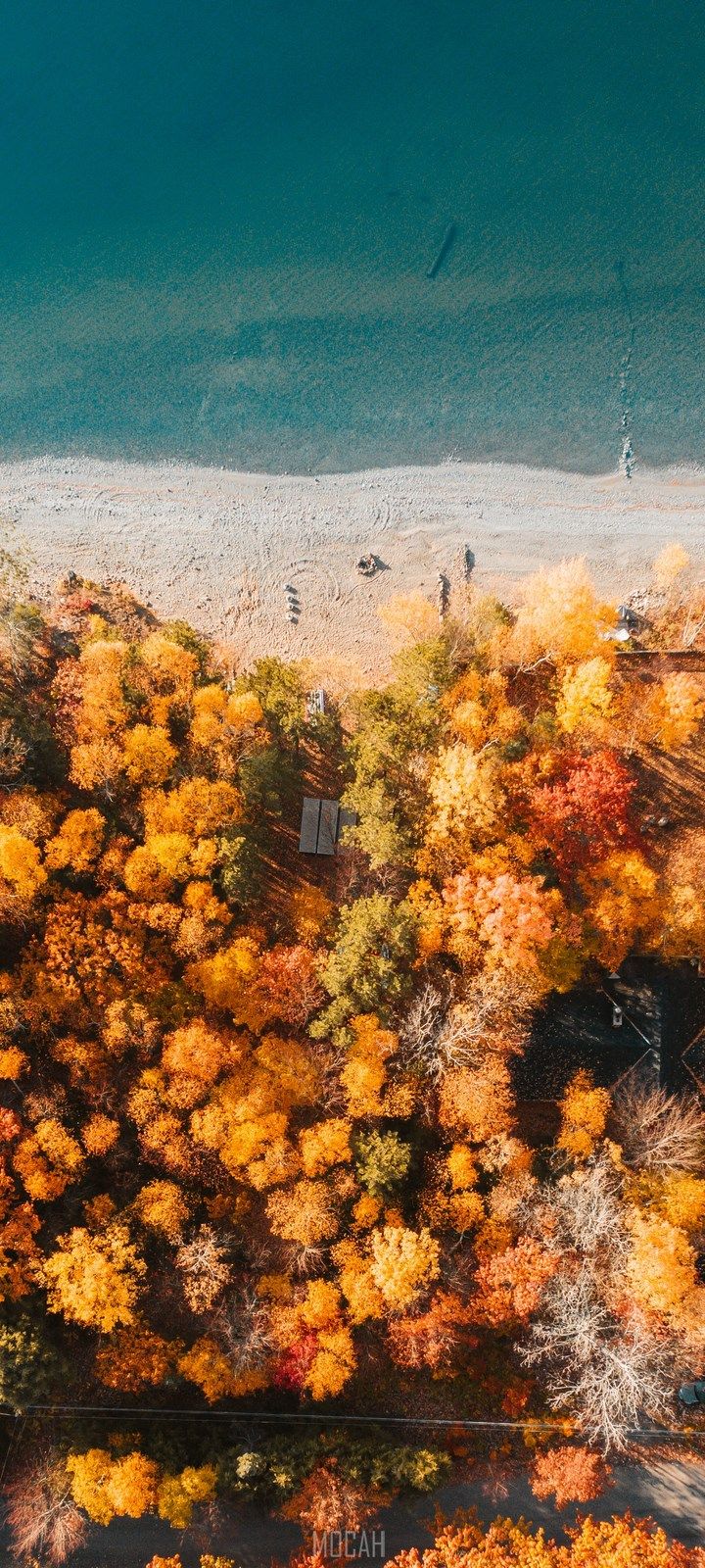 Tree, Nature, Vegetation, Yellow, Natural Environment, Samsung Galaxy A21 screensaver, 720x1600 Gallery HD Wallpaper