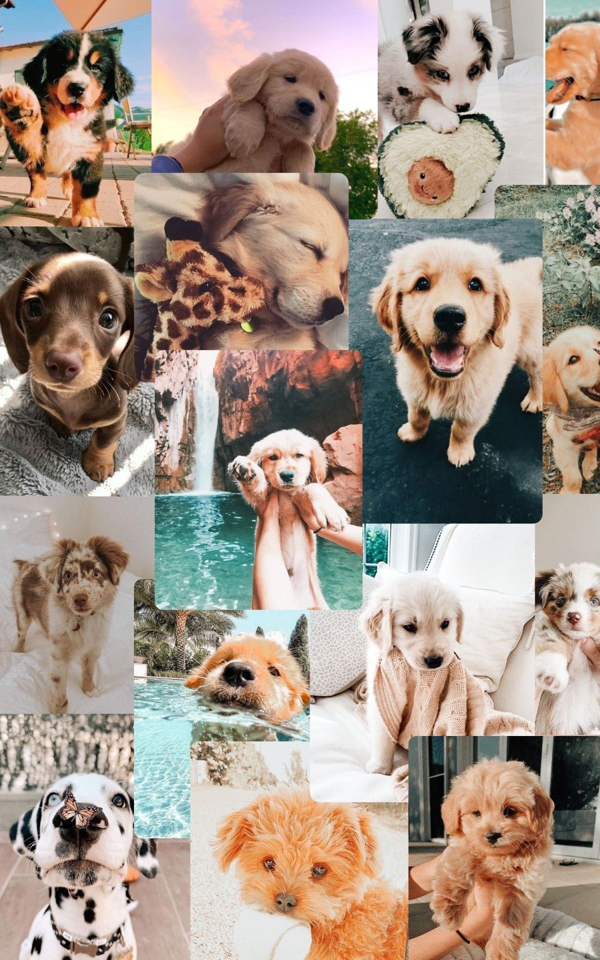 A collage of pictures showing dogs and puppies - Dog, puppy