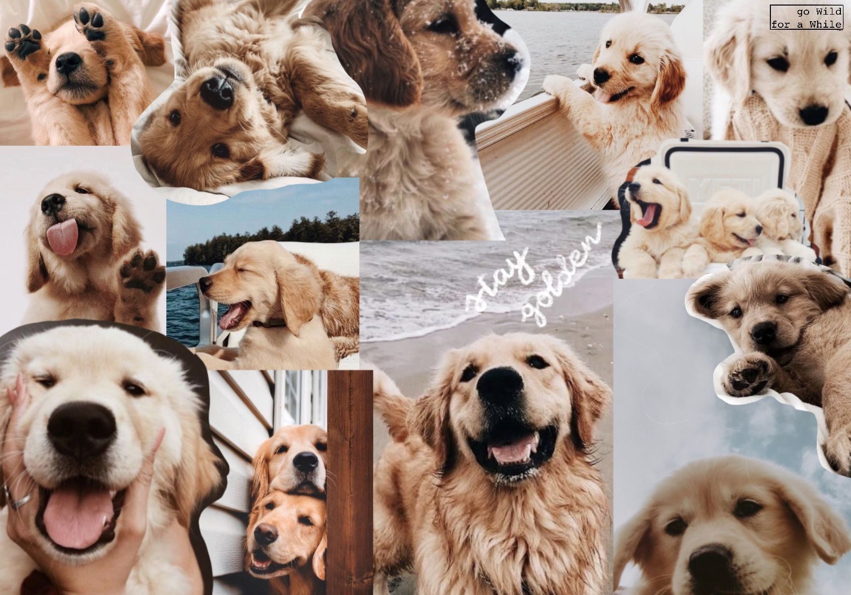 Cute Animal Collage Wallpaper Free Cute Animal Collage Background
