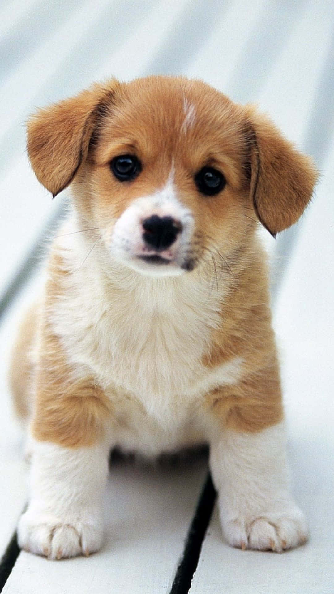 A small brown and white dog sitting on the floor - Dog, puppy