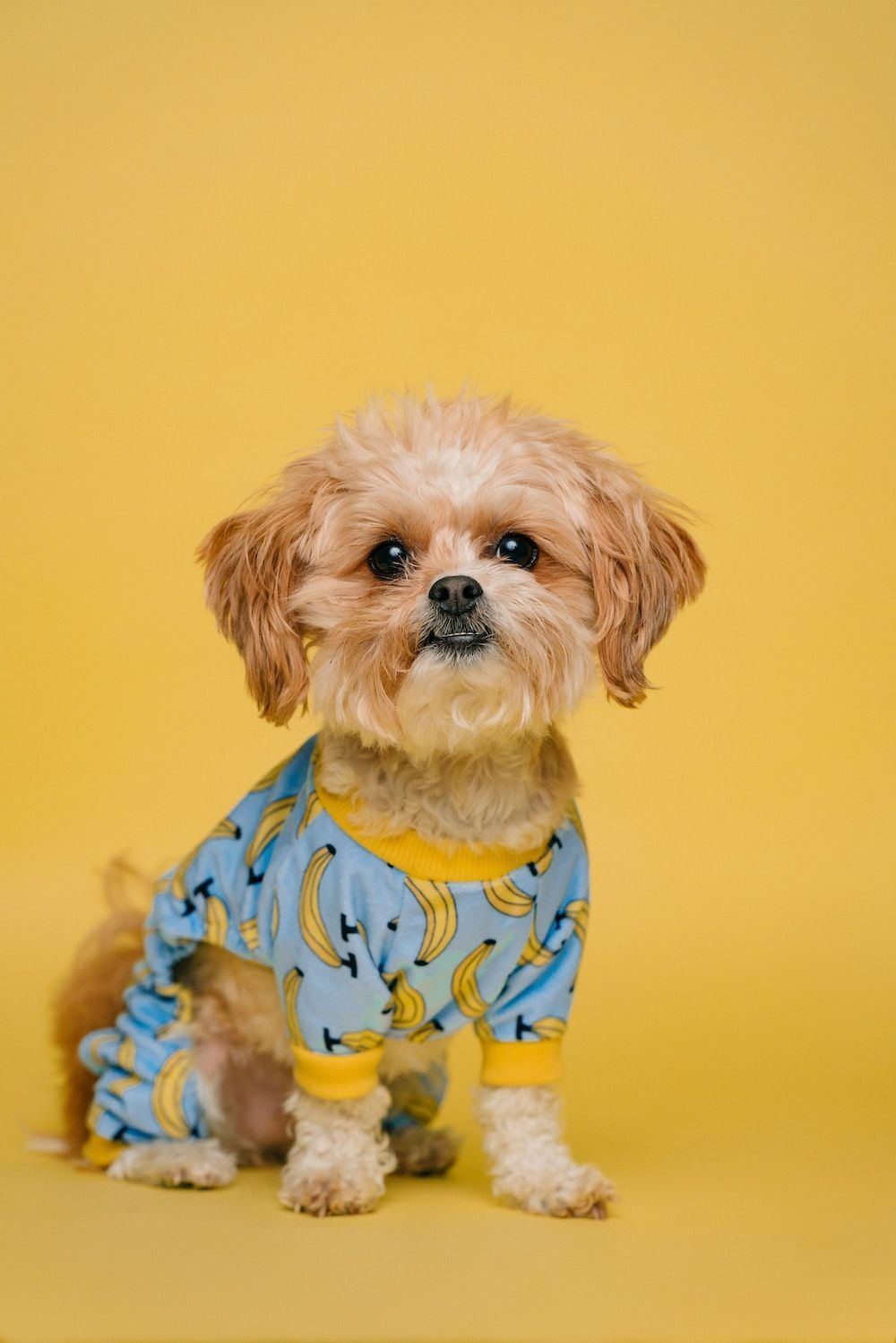 A small dog wearing a blue and yellow shirt with bananas on it. - Puppy, dog