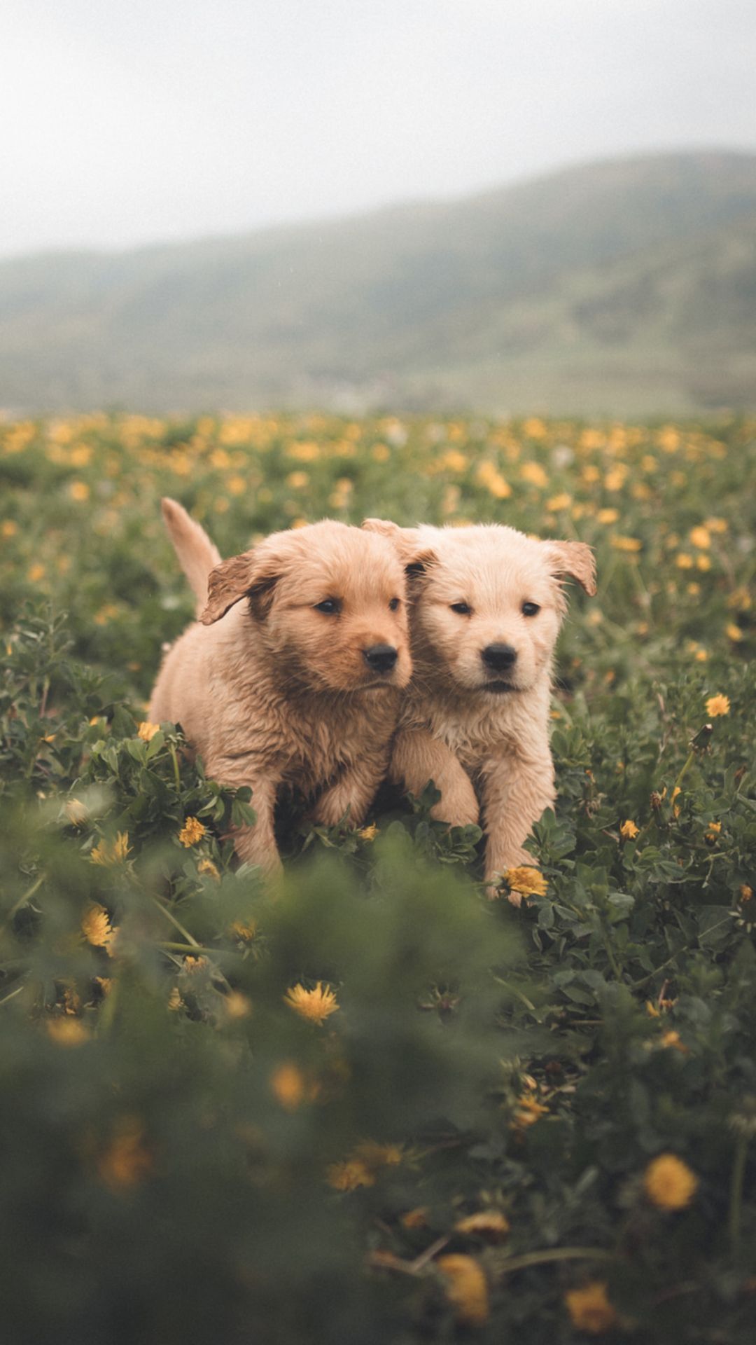 Cute Dogs Wallpaper Cute Dogs Background Download