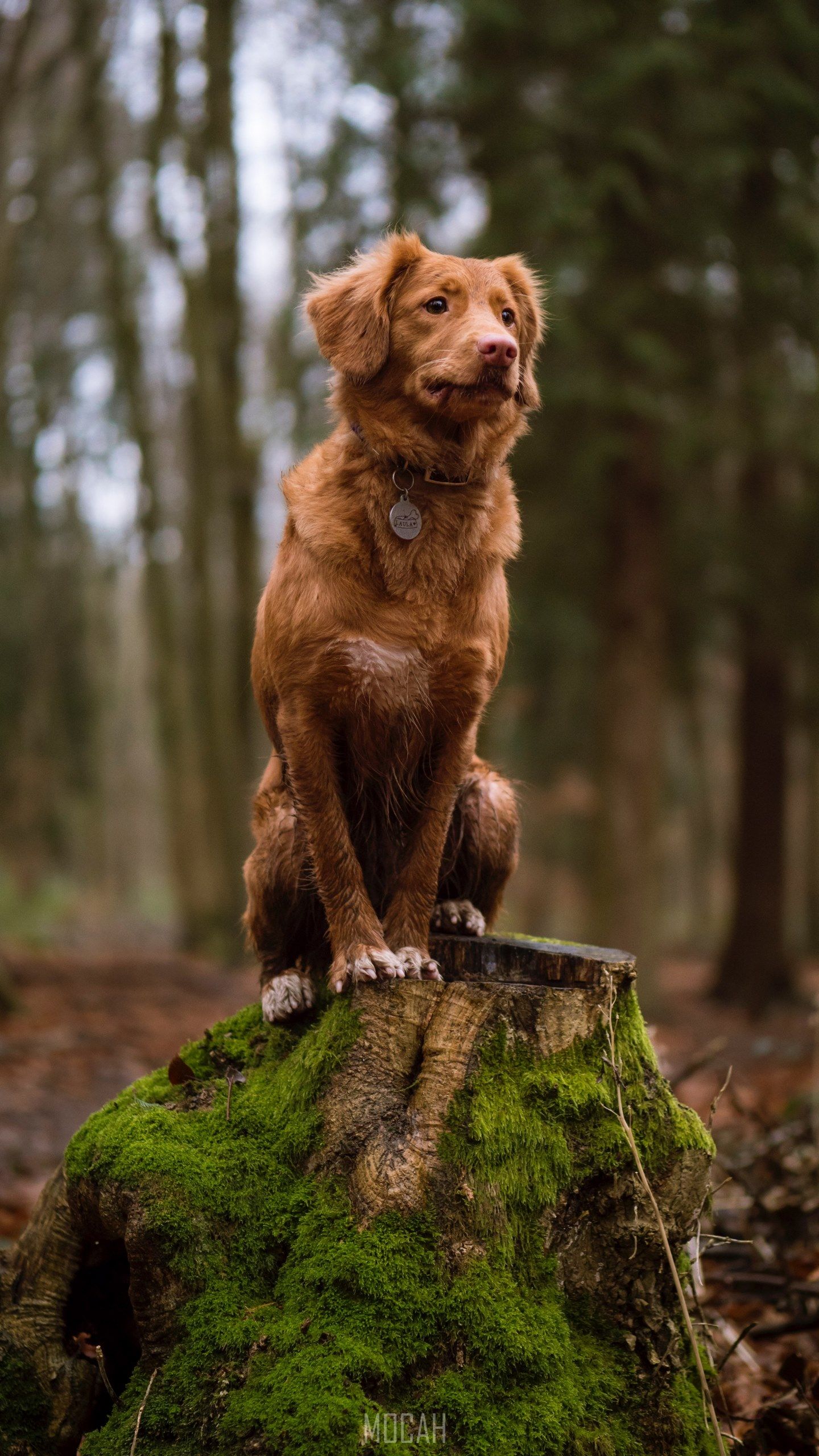 A brown dog sitting on a mossy tree stump in the woods - Dog