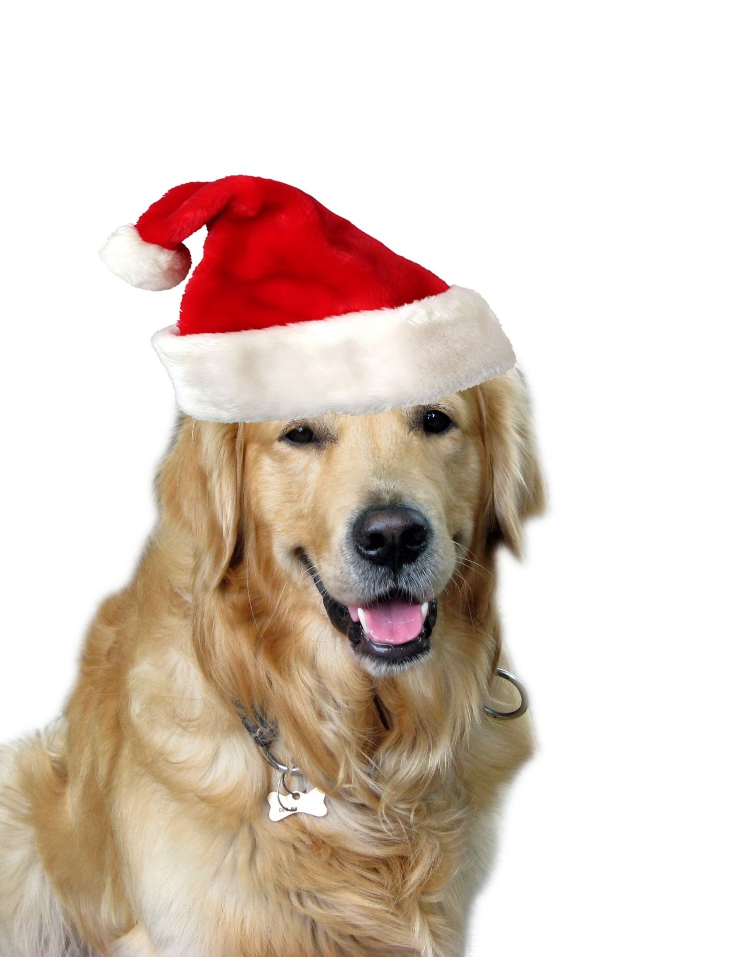 A dog wearing santa hat sitting on white background - Dog