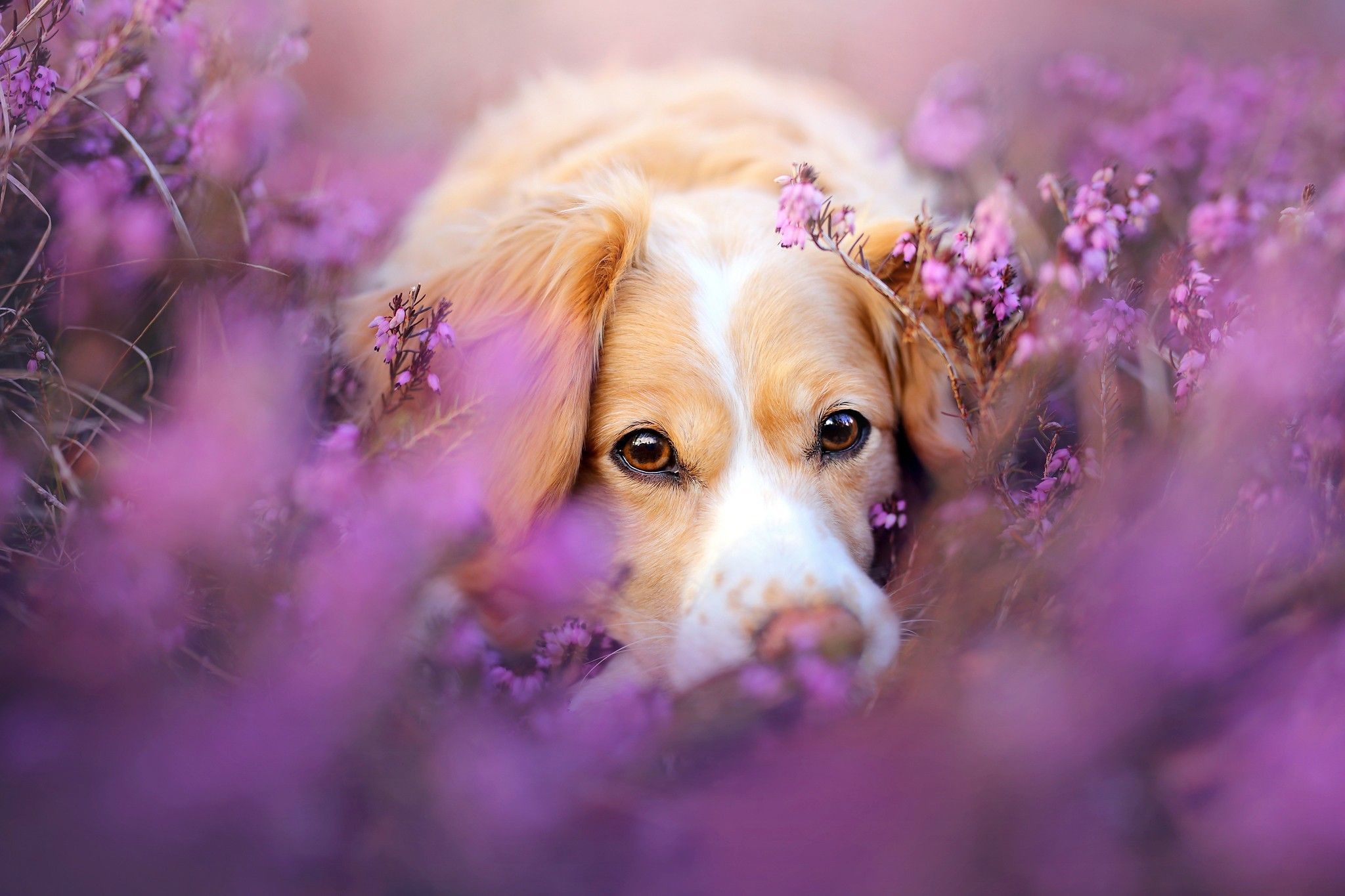 A dog is laying in some purple flowers - Dog