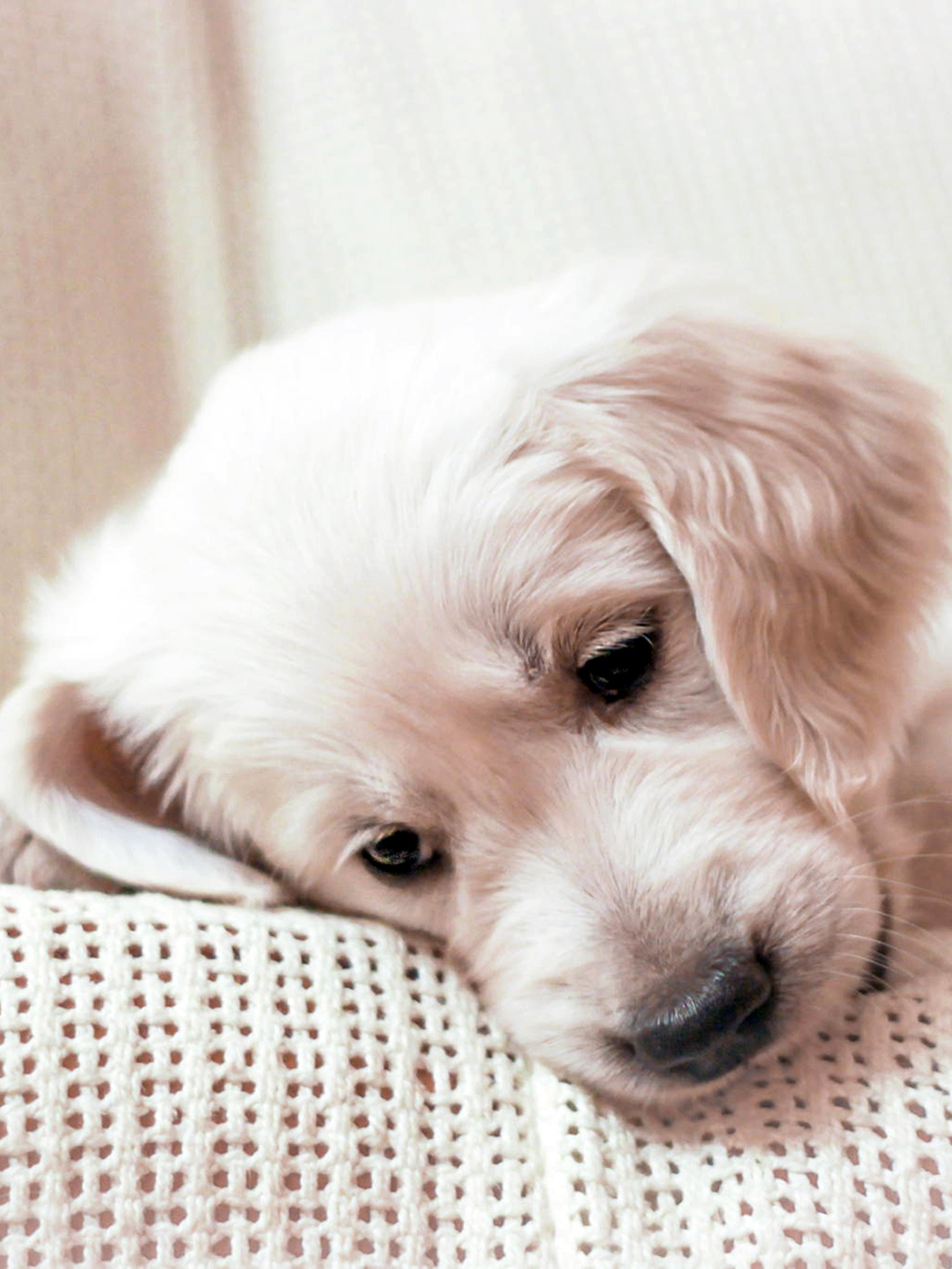 Golden Retriever (Puppy, Lying, Muzzle) HD Dog Wallpaper