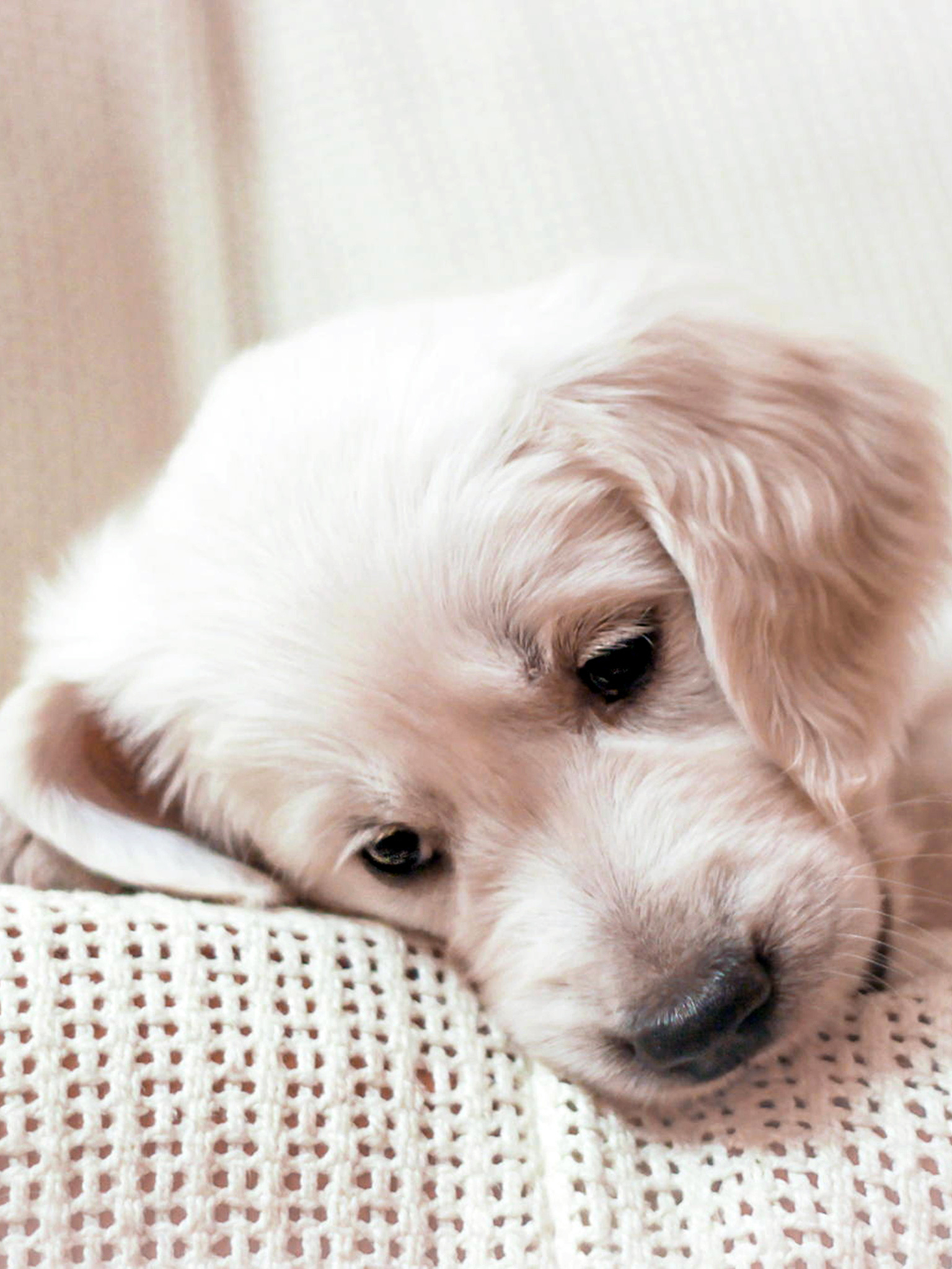 A white puppy laying on a white blanket. - Dog