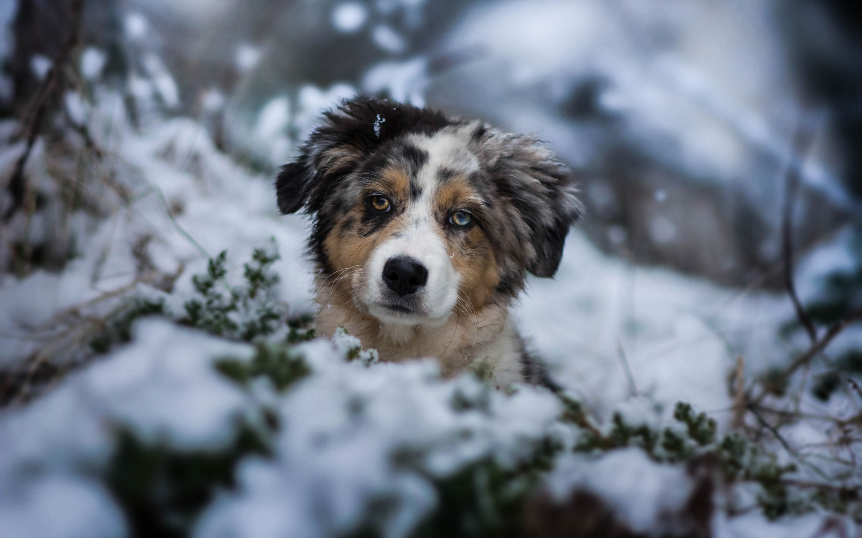 A puppy with brown and white fur looks at the camera with a snowy background - Dog