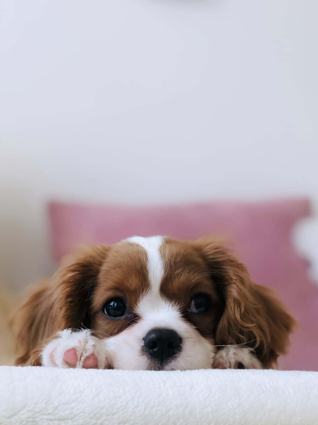 A cute puppy laying on a white couch with a pink pillow behind it.  - Dog, puppy