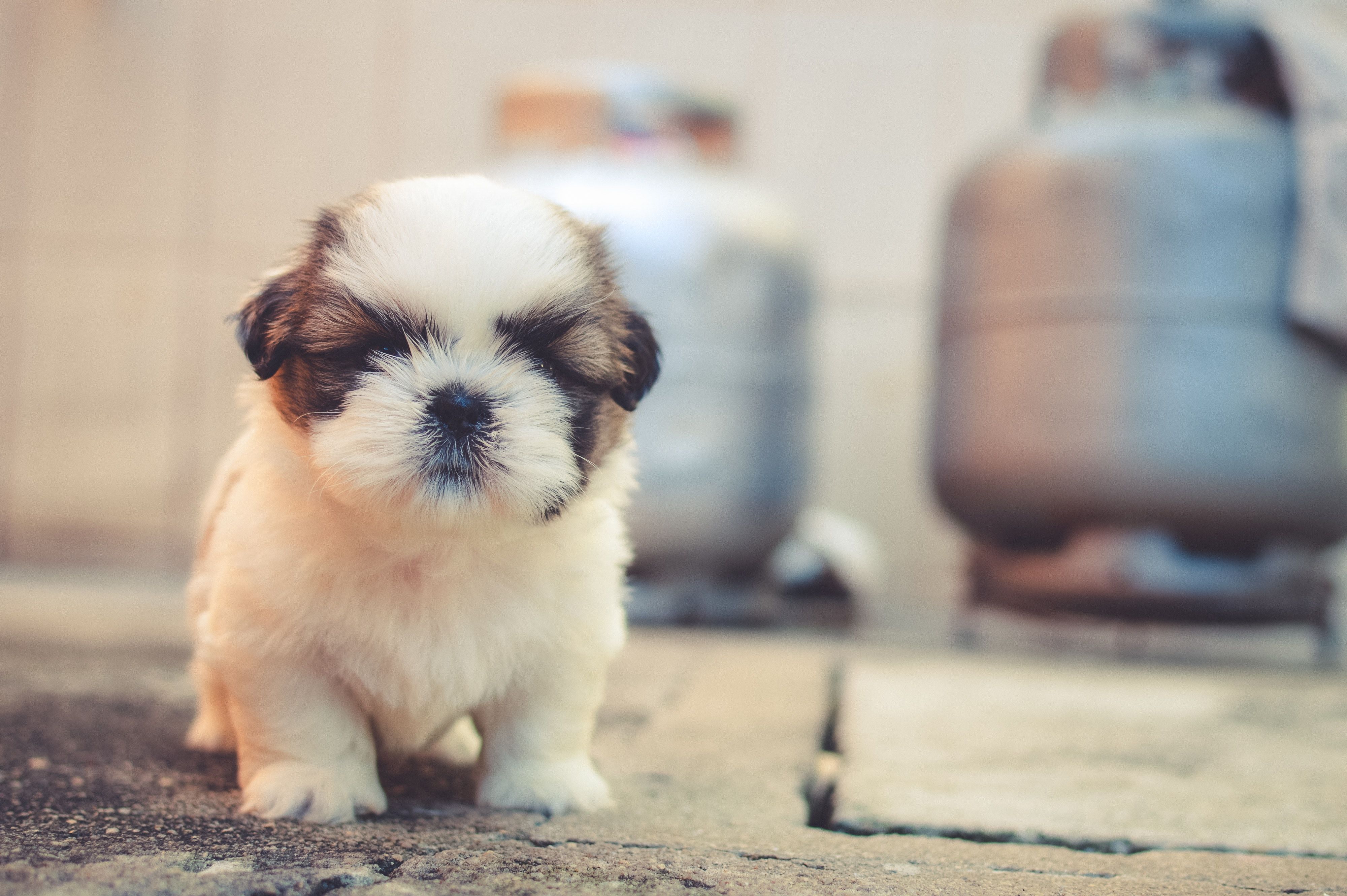 A small white and brown puppy sitting on the ground. - Dog