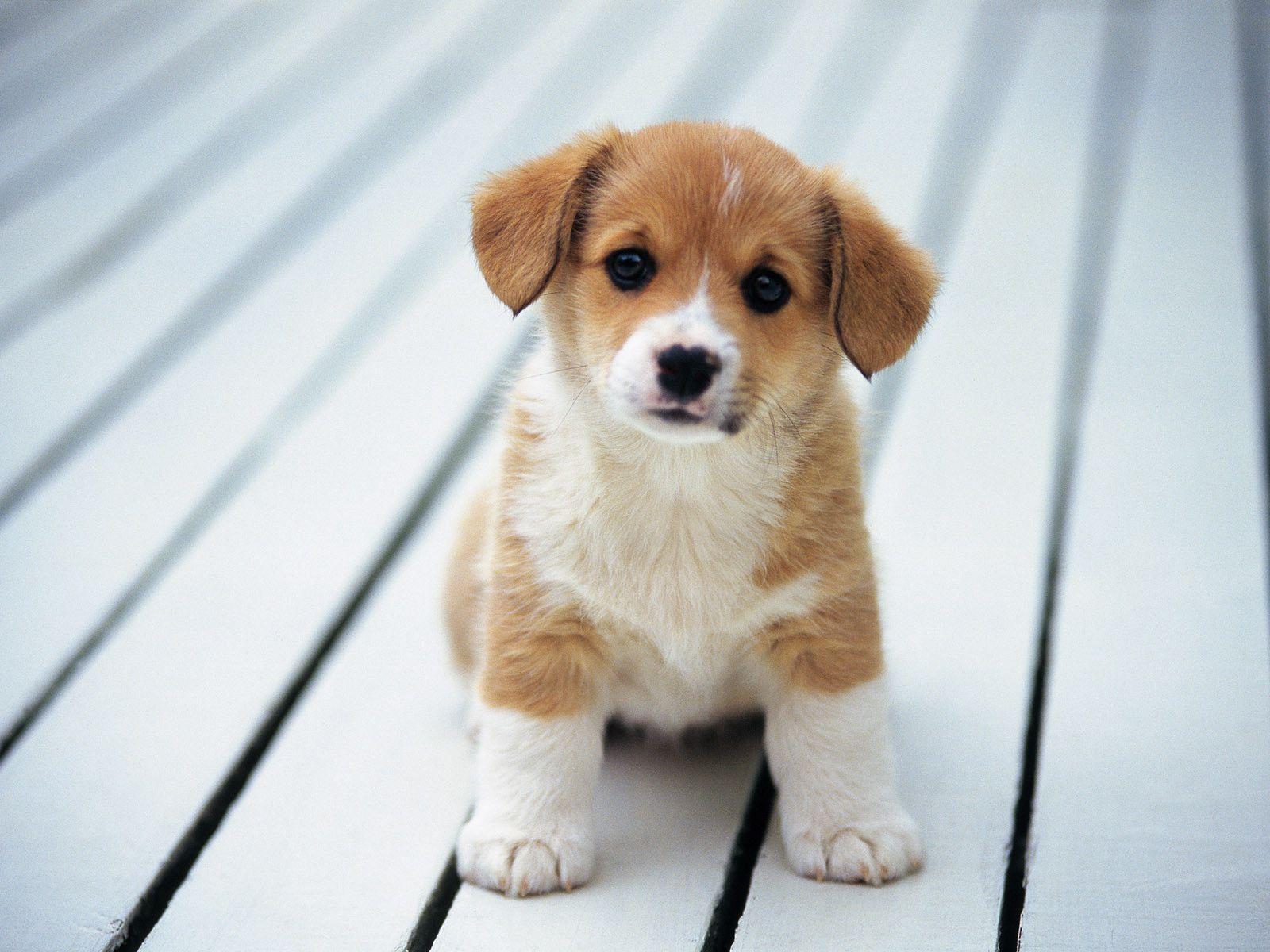 A puppy sitting on the floor looking at something - Dog, puppy