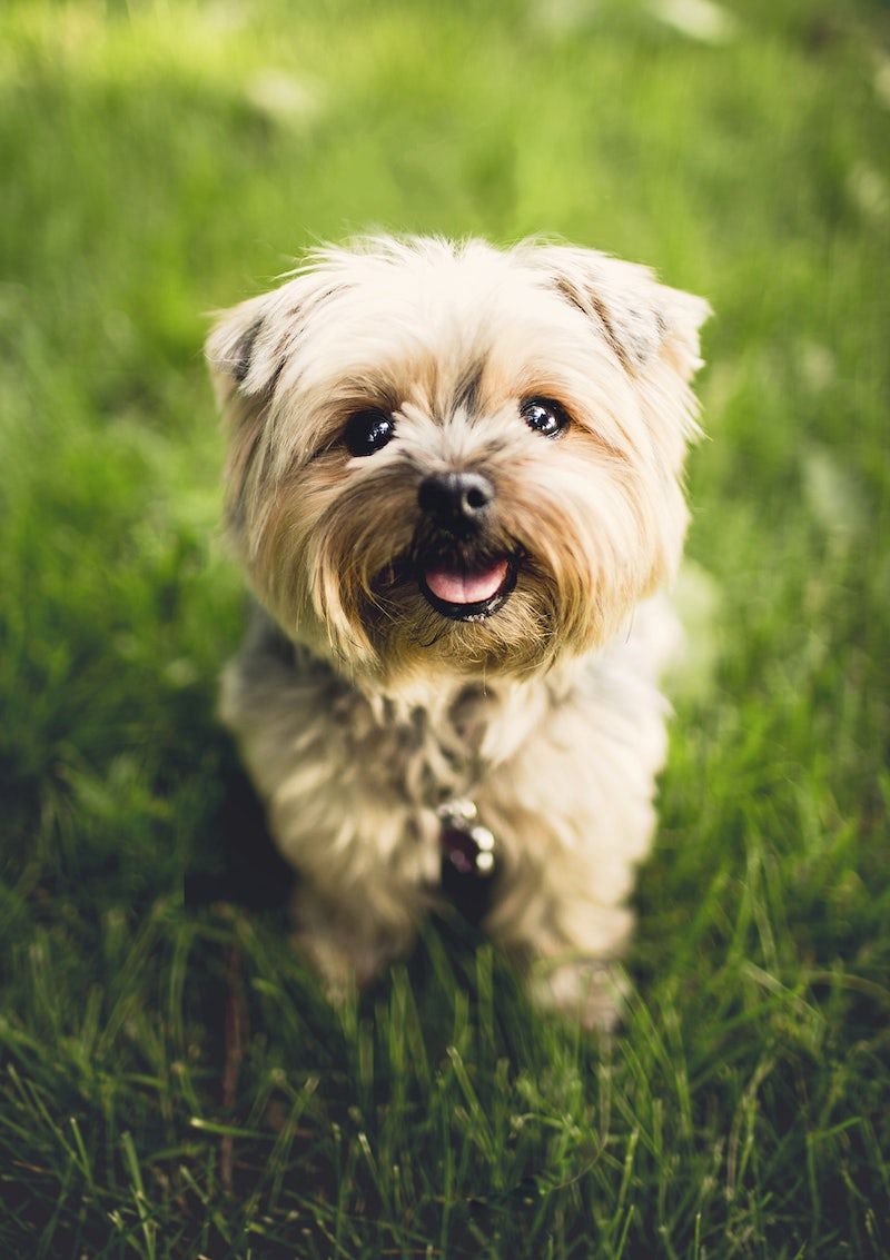 A small dog sitting in the grass with its tongue out. - Dog