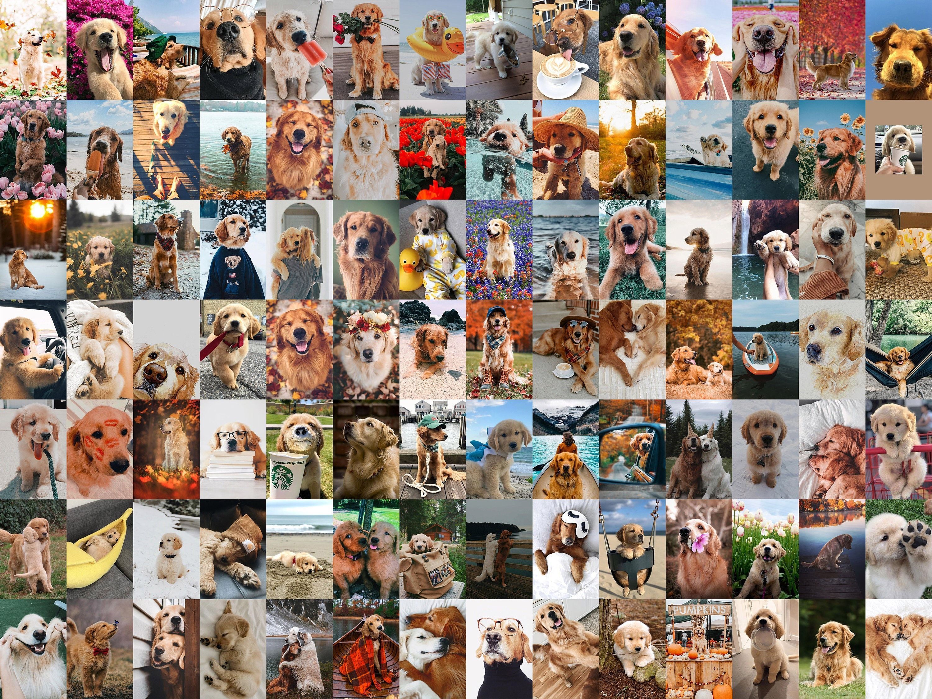 A collage of many different dogs in various poses - Dog, puppy