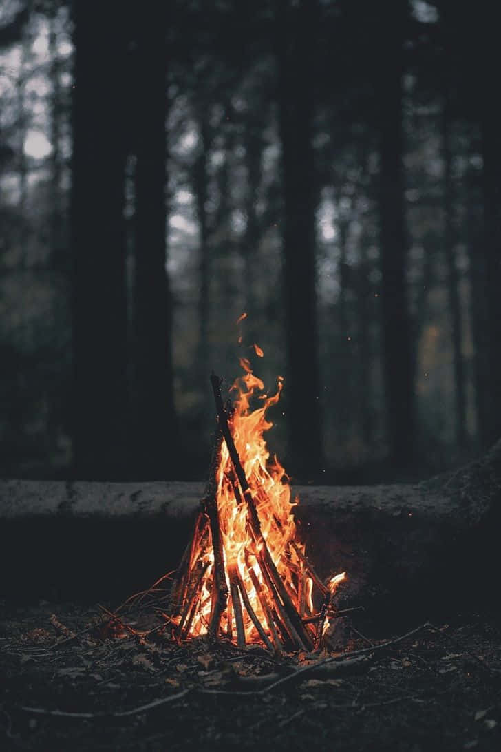 A campfire burning in the woods. - Fire