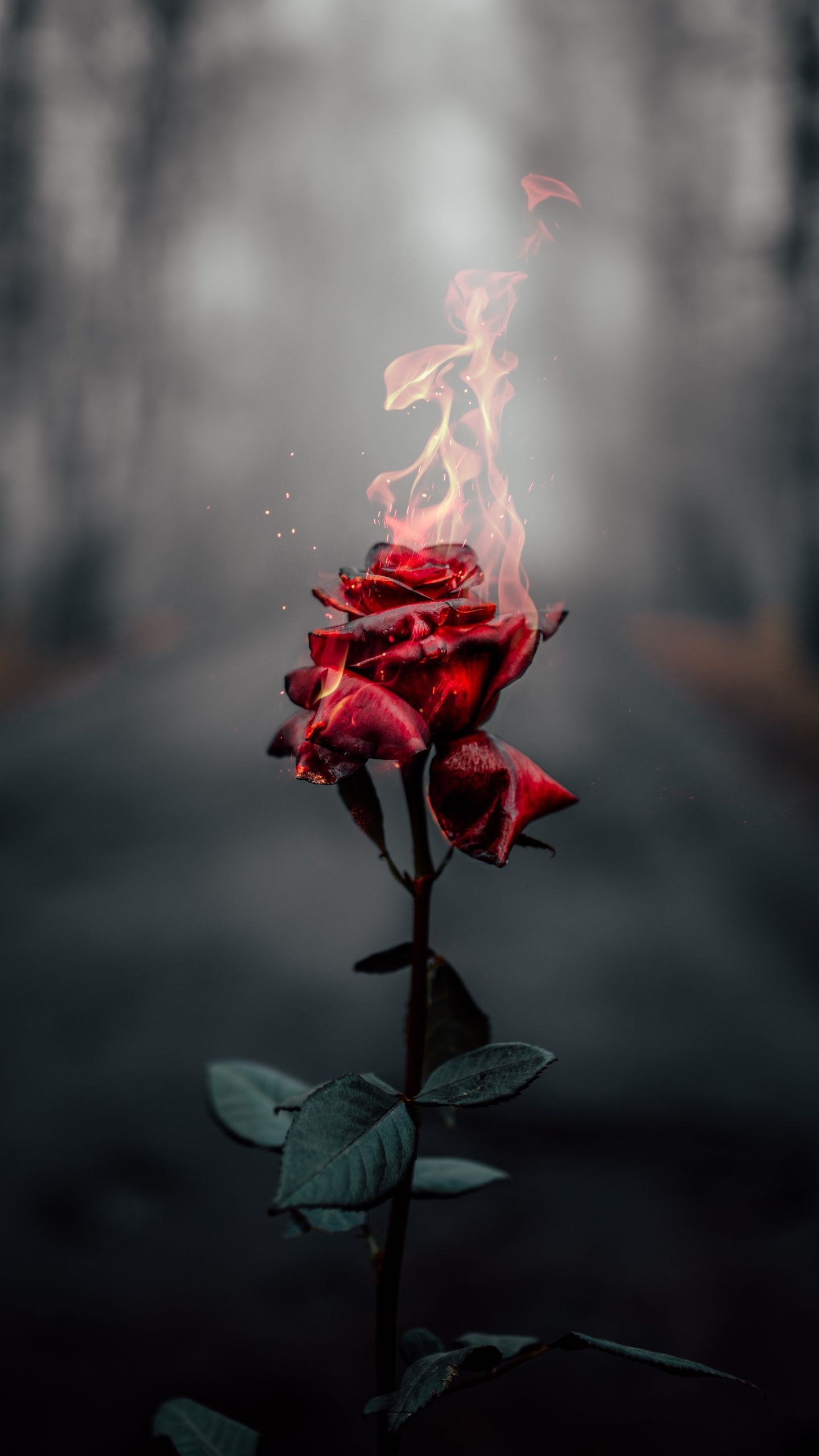 Rose flower Wallpaper 4K, Fire, Burning, Dark, Flowers