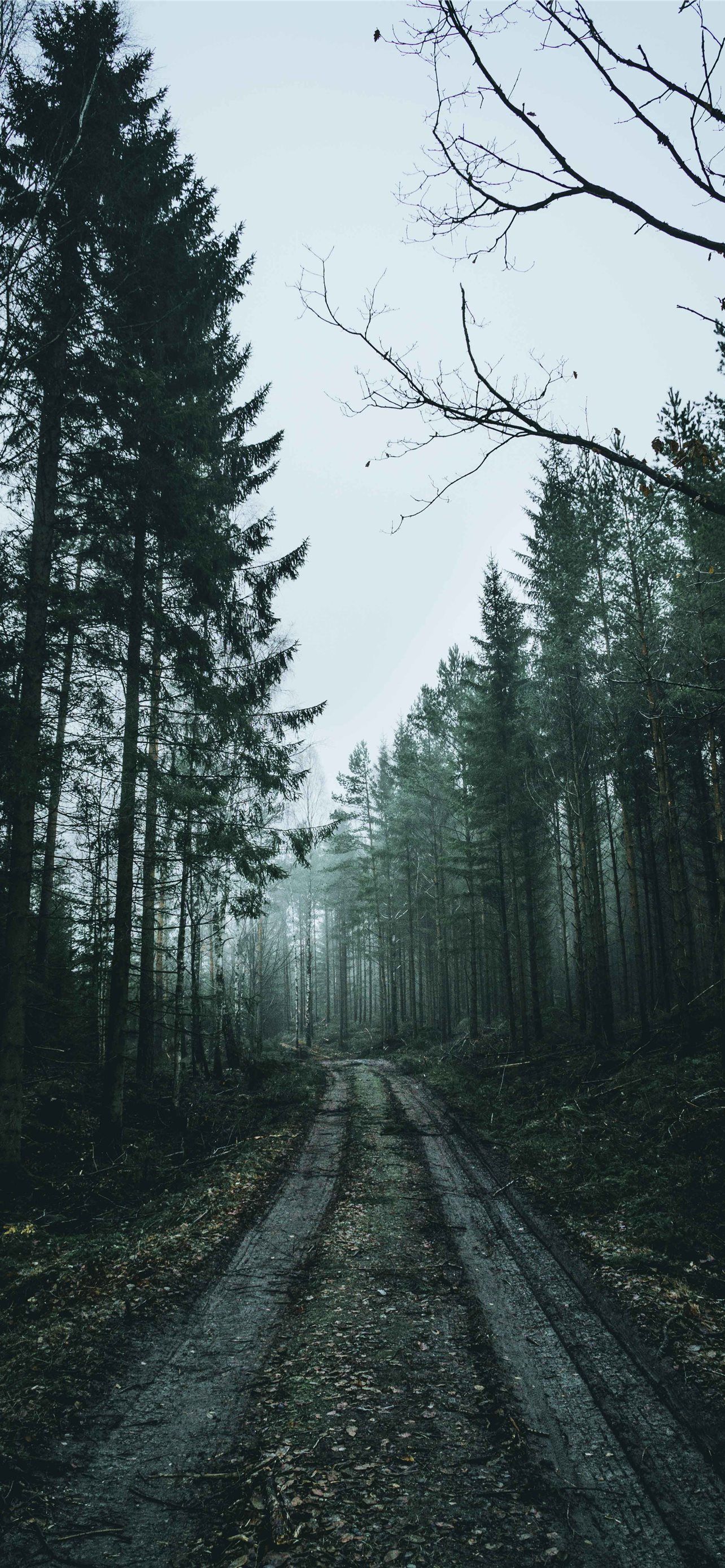 A foggy forest with a dirt road - Forest, woods
