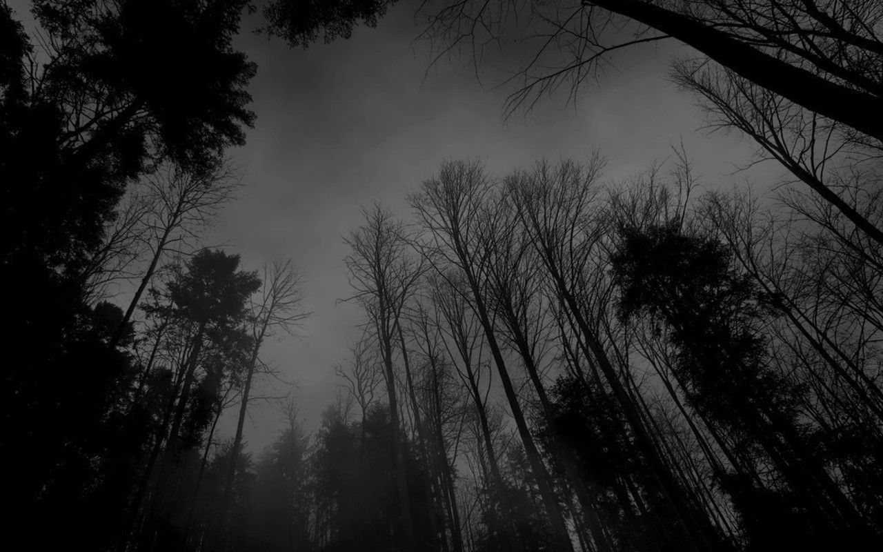 A black and white photo of a forest with tall trees - Forest