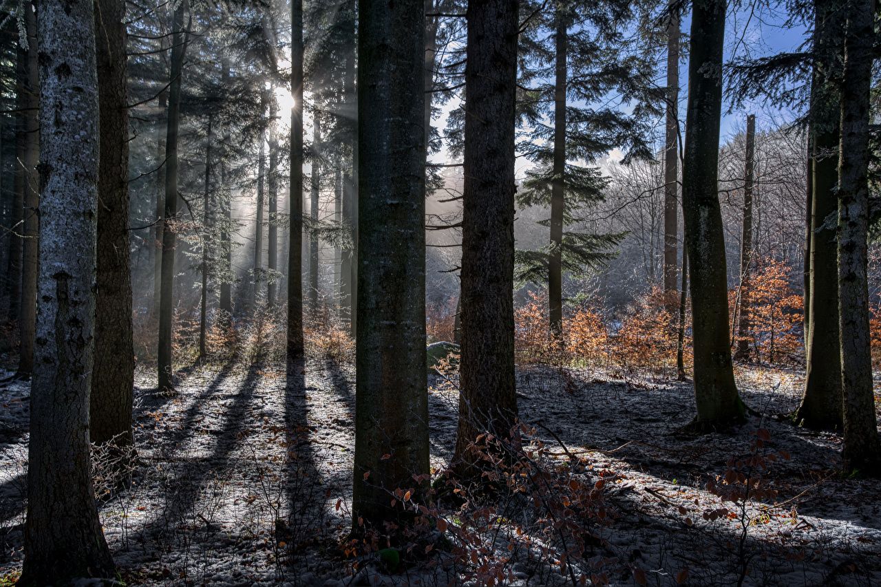 A forest with trees and sunlight shining through - Forest
