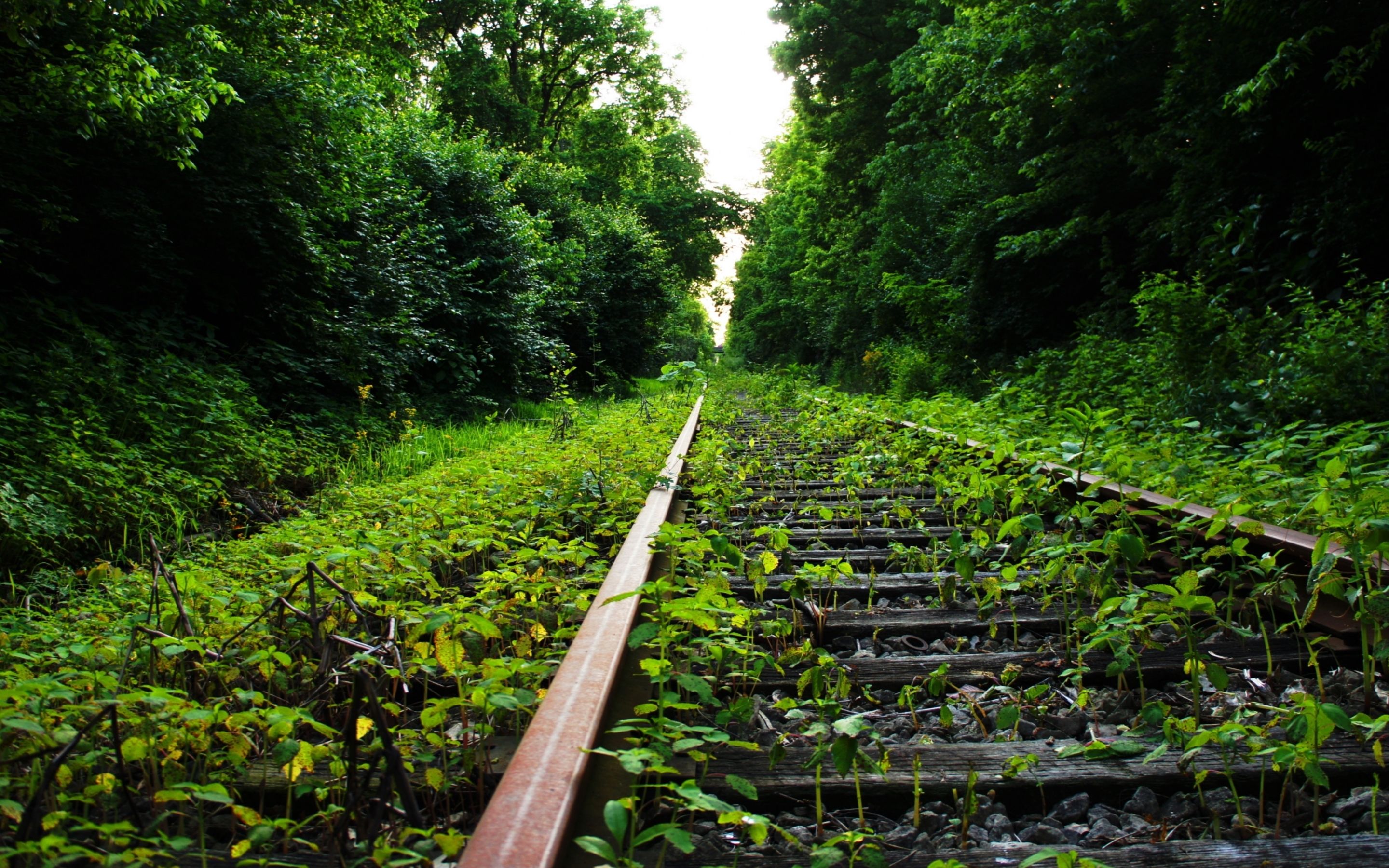 A train track that is surrounded by trees - Forest
