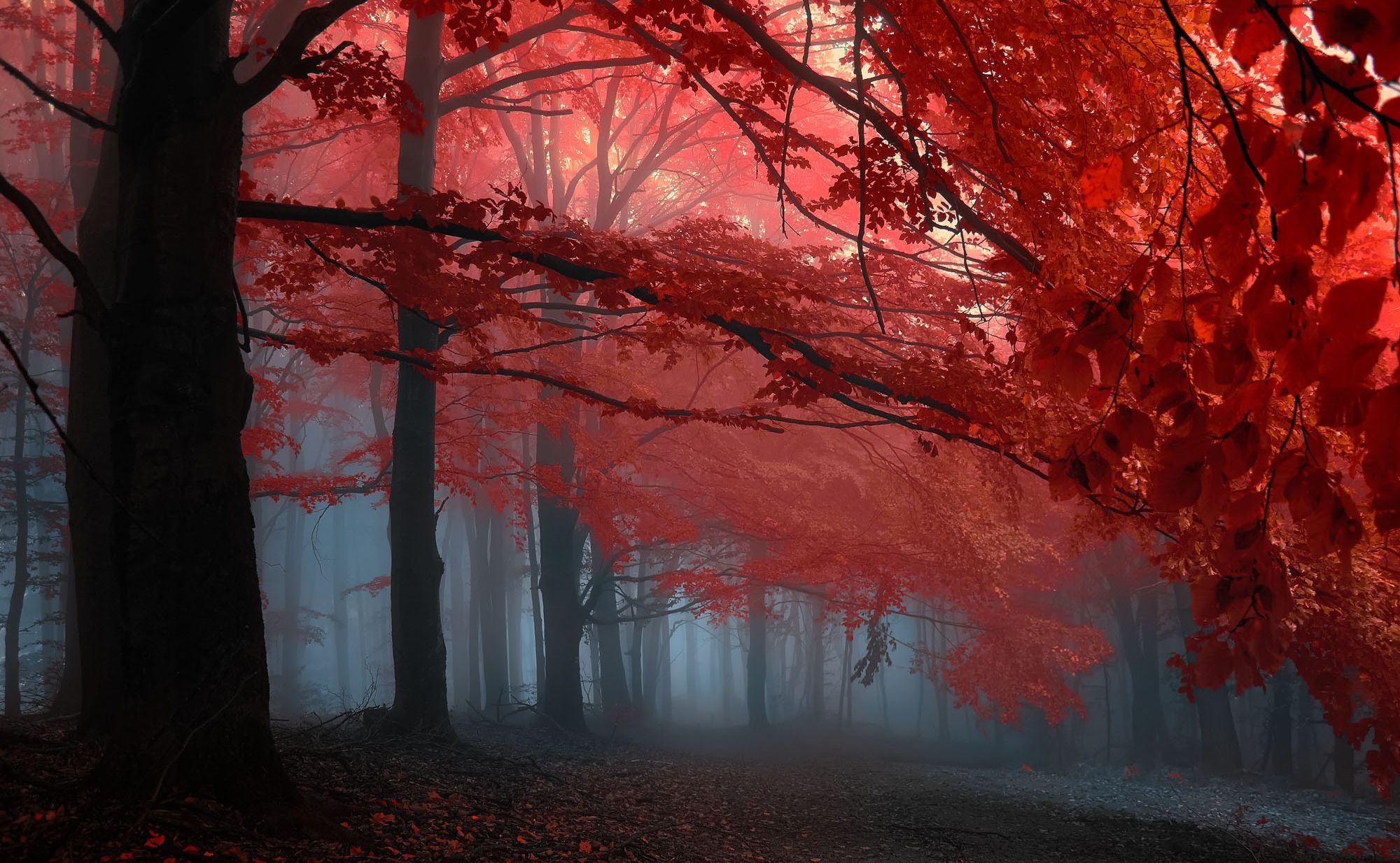Red leaves on trees in a forest with fog - Forest