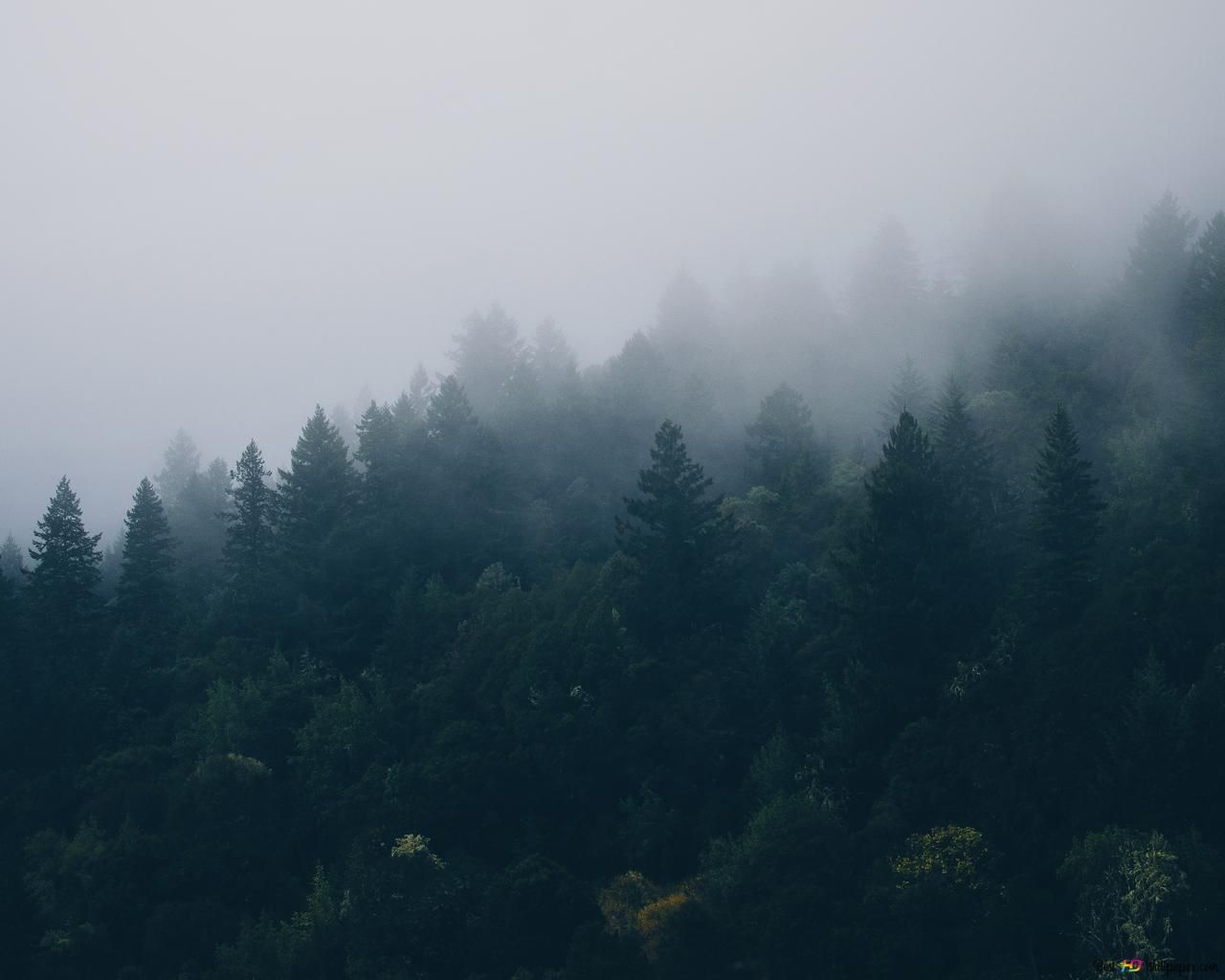 A foggy forest with trees and mountains - Forest