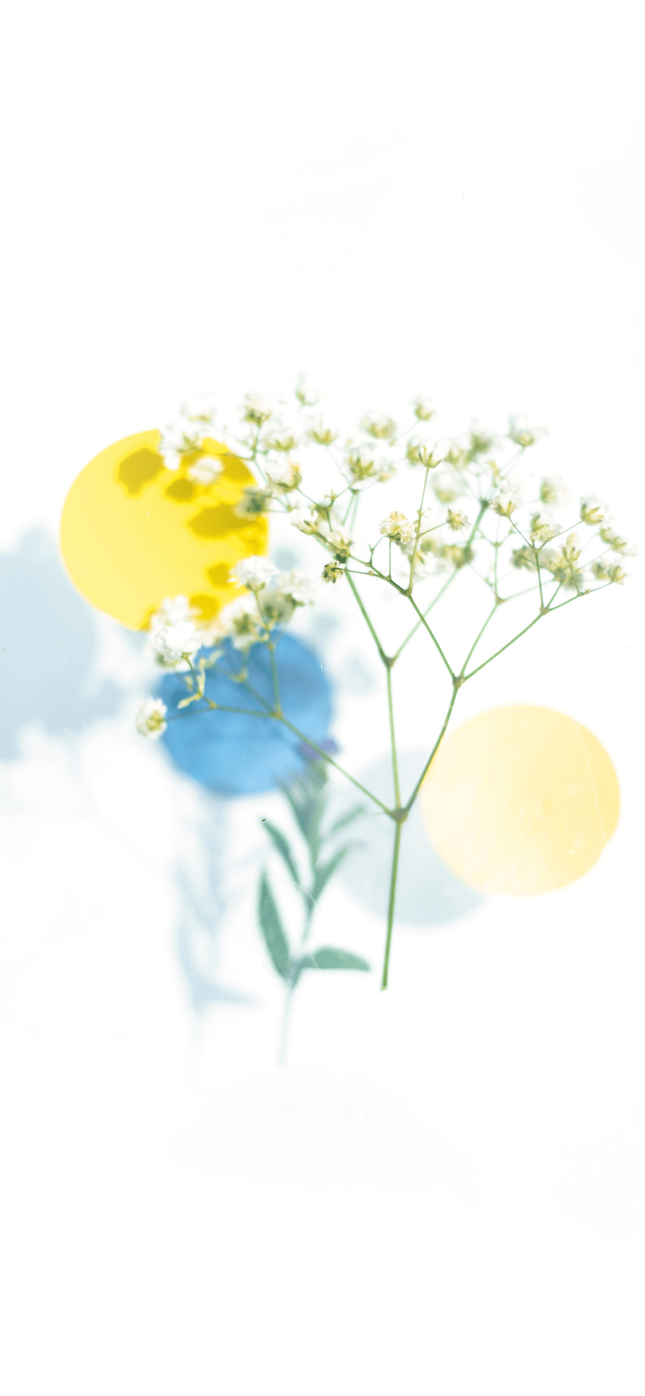 A close-up of a gypsophila plant with yellow and blue circles in the foreground. - Art