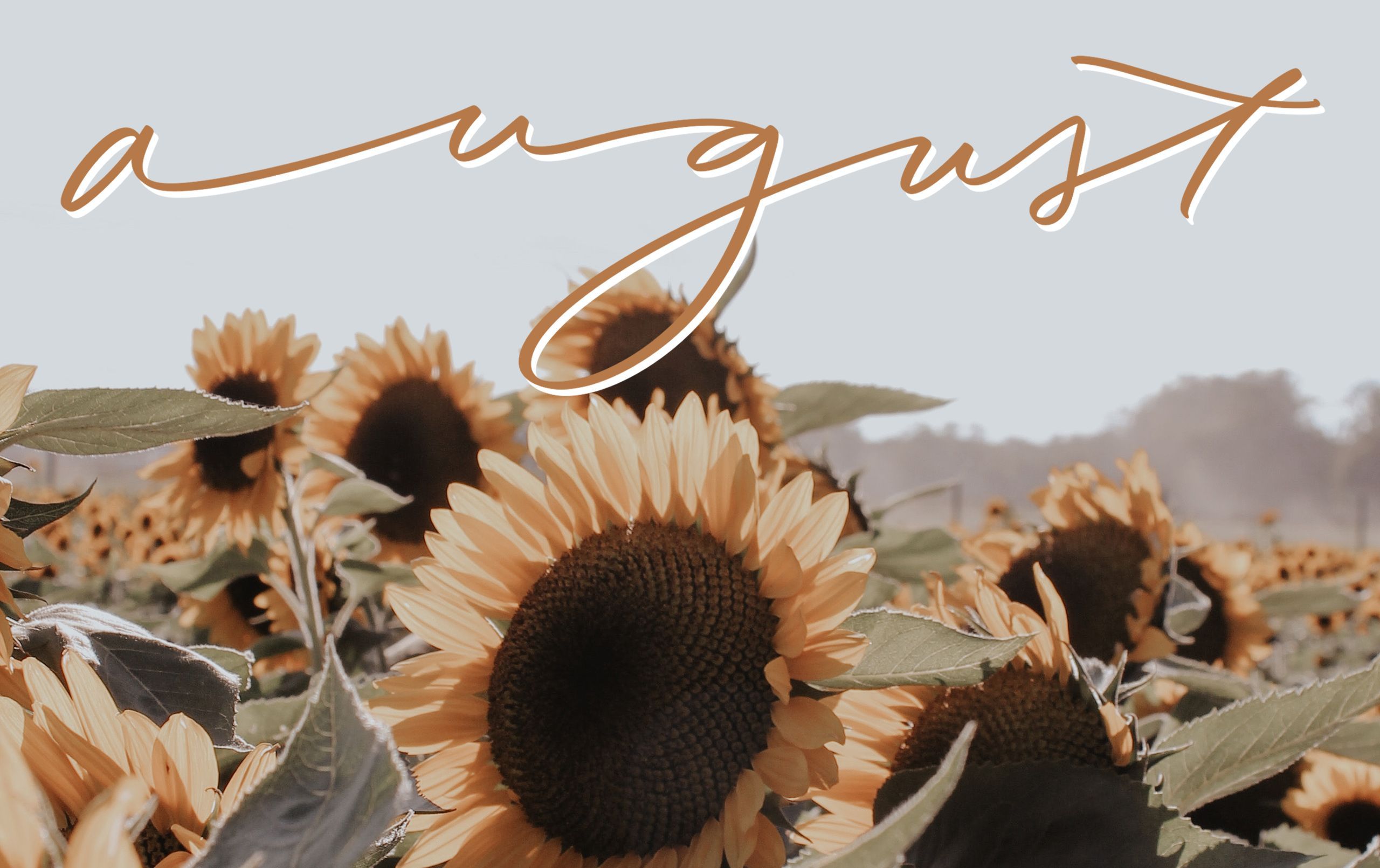 The word august is written in a field of sunflowers - August