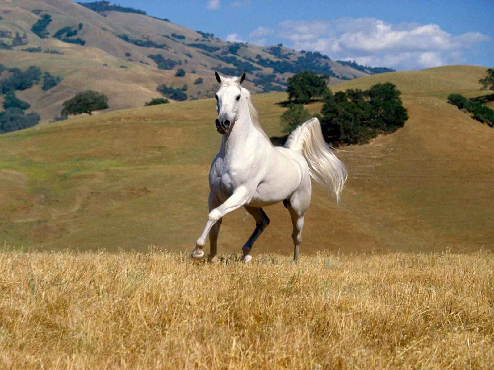 A white horse running in a field of brown grass. - Horse