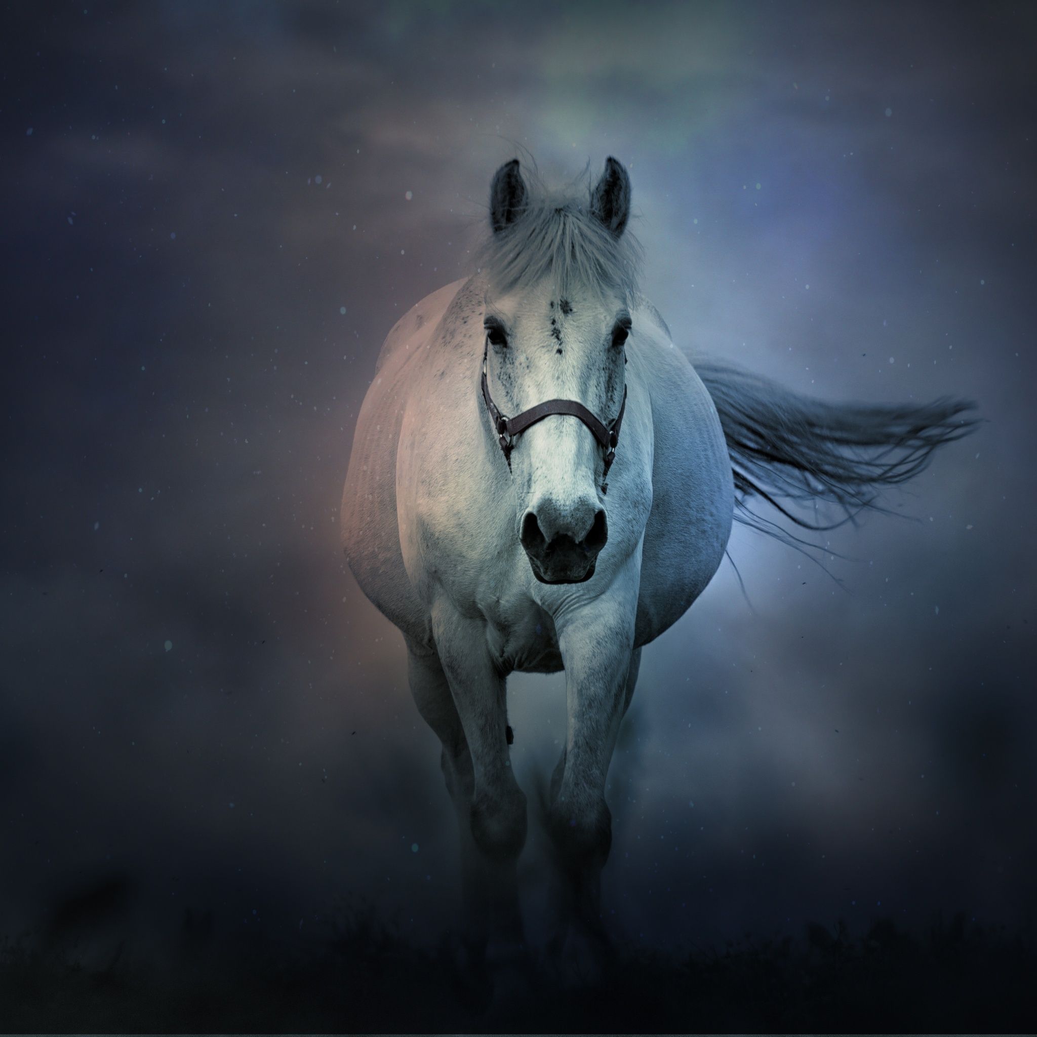 A white horse with a long tail runs through the night. - Horse