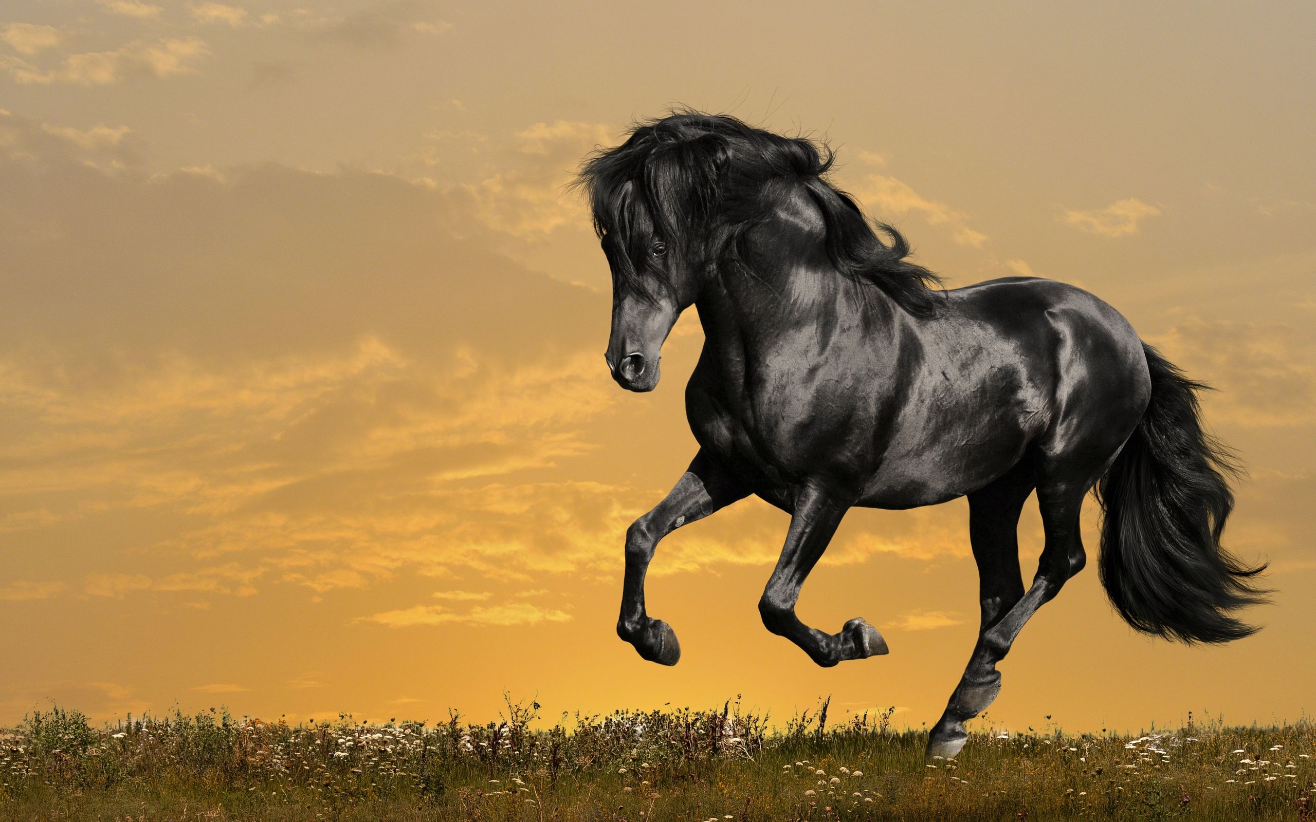 Black horse running in the meadow during sunset - Horse