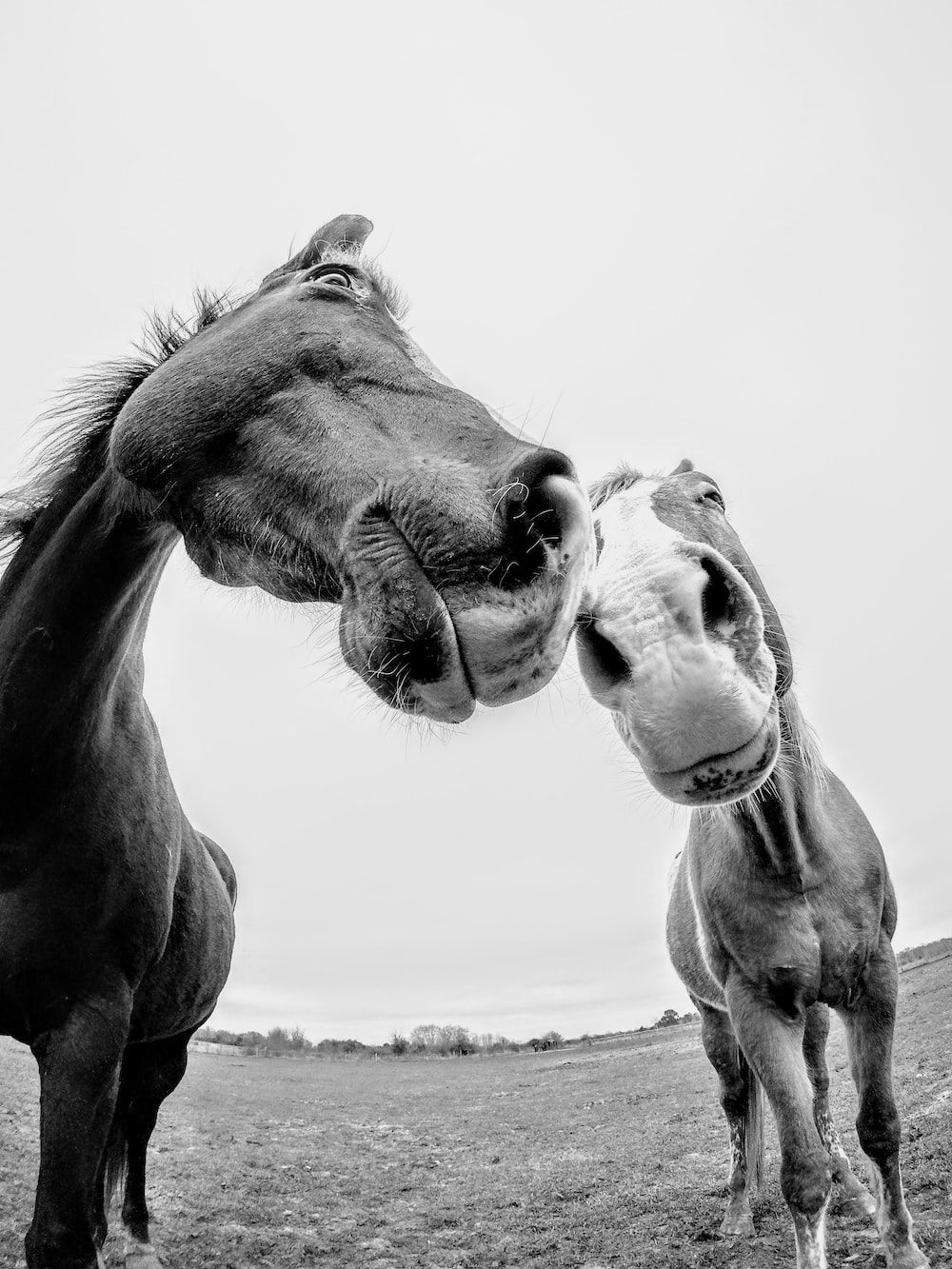 A couple of horses standing in the grass - Horse