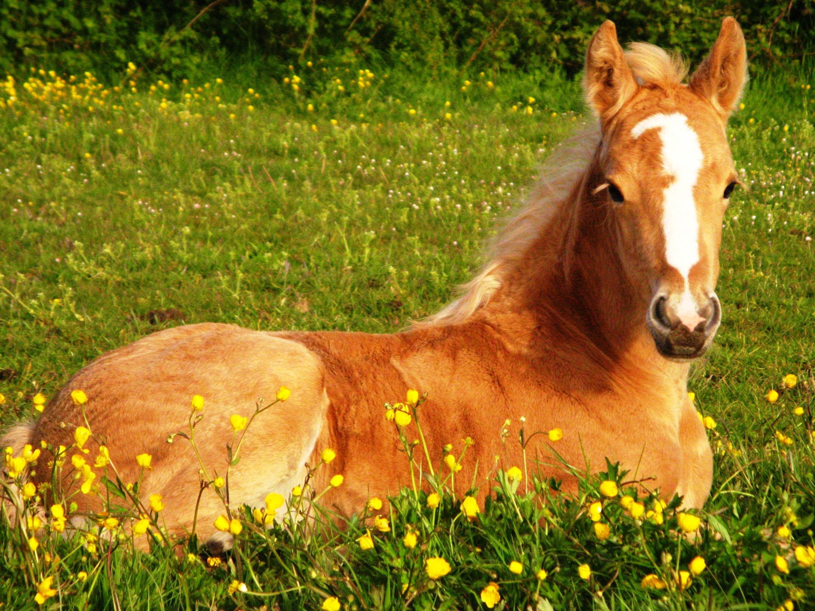 A brown horse laying down in the grass - Horse